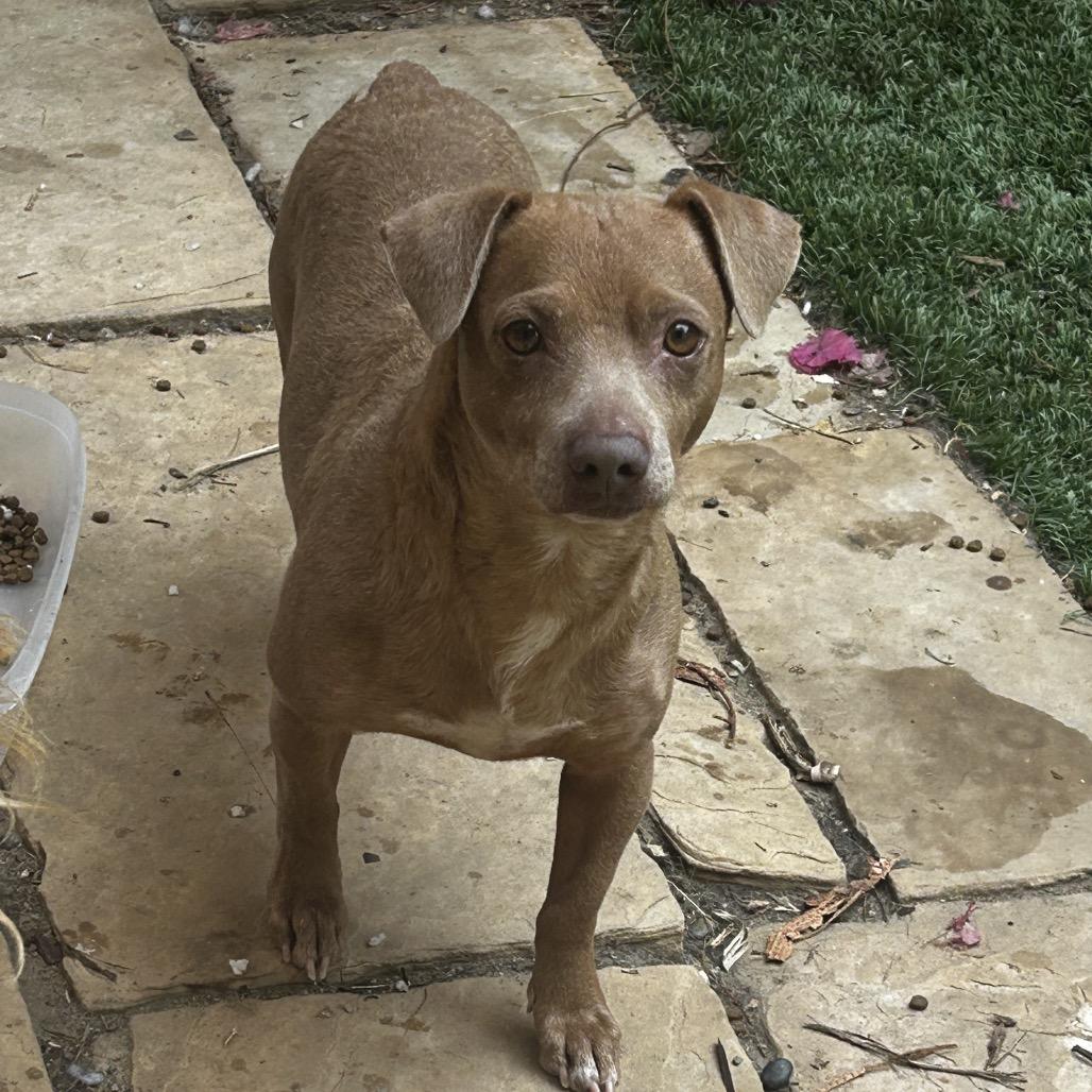 Enlarge Enzo, a Adoptable mixed breed in Escondido, CA image 4/4