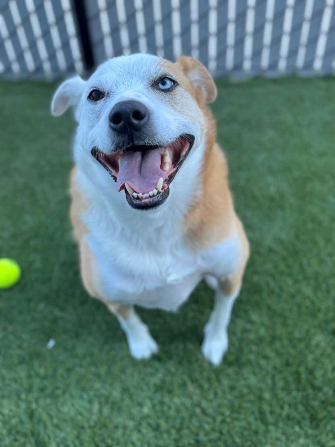 Enlarge Chuck Norris, a Adoptable mixed breed in Prineville, OR image 1/1