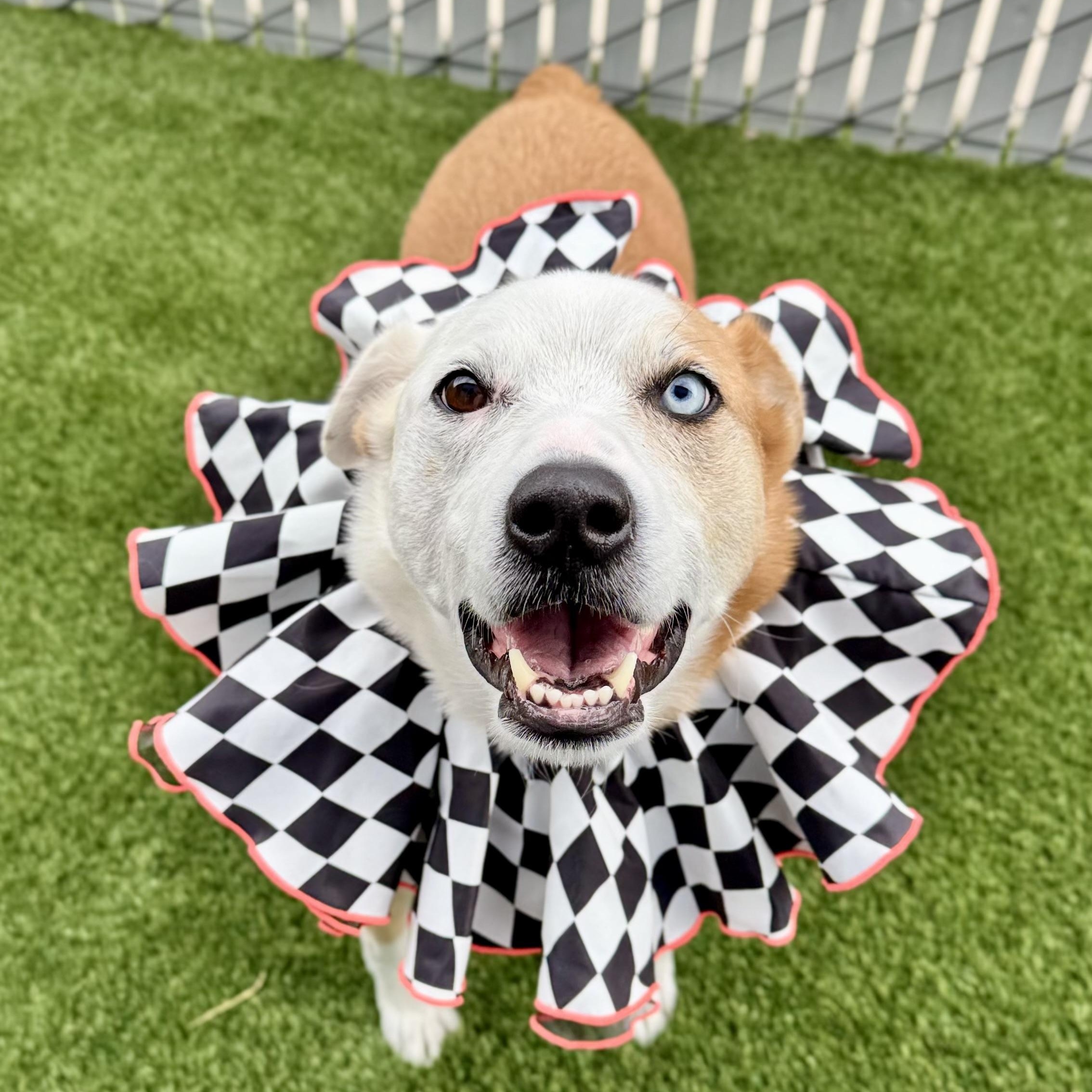 Chuck Norris, Adoptable, Adult Male Cattle Dog.