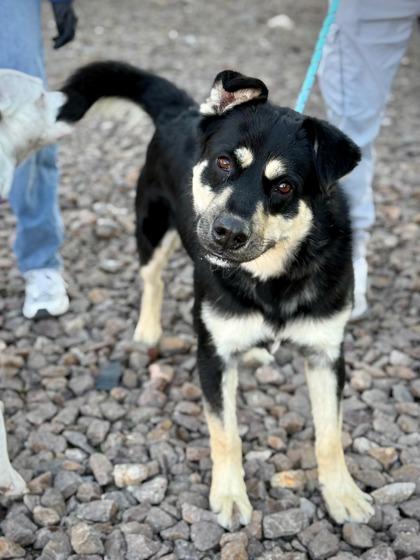 Enlarge Chowder*, a Adoptable mixed breed in El Paso, TX image 1/3