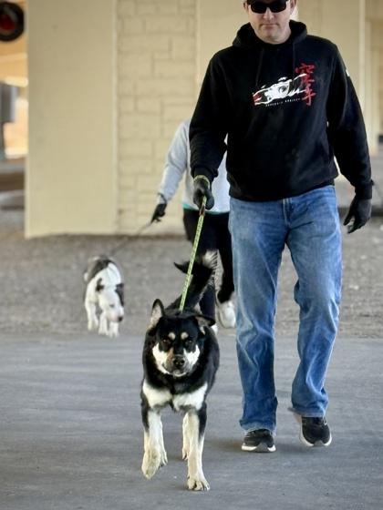 Enlarge Chowder*, a Adoptable mixed breed in El Paso, TX image 2/3