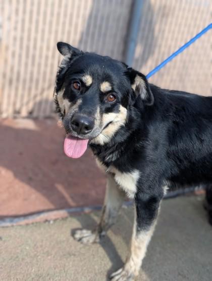 Enlarge Chowder*, a Adoptable mixed breed in El Paso, TX image 3/3