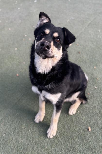 Enlarge Chowder*, a Adoptable mixed breed in El Paso, TX image 3/3