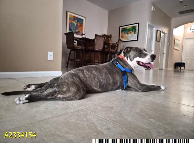 Enlarge WOOFLES, a Adoptable Mixed Breed in West Palm Beach, FL image 1/1