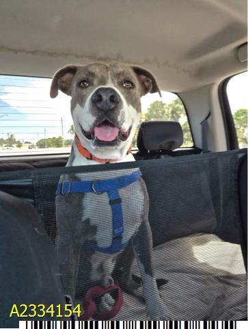 WOOFLES, Adoptable, Adult Male Mixed Breed.