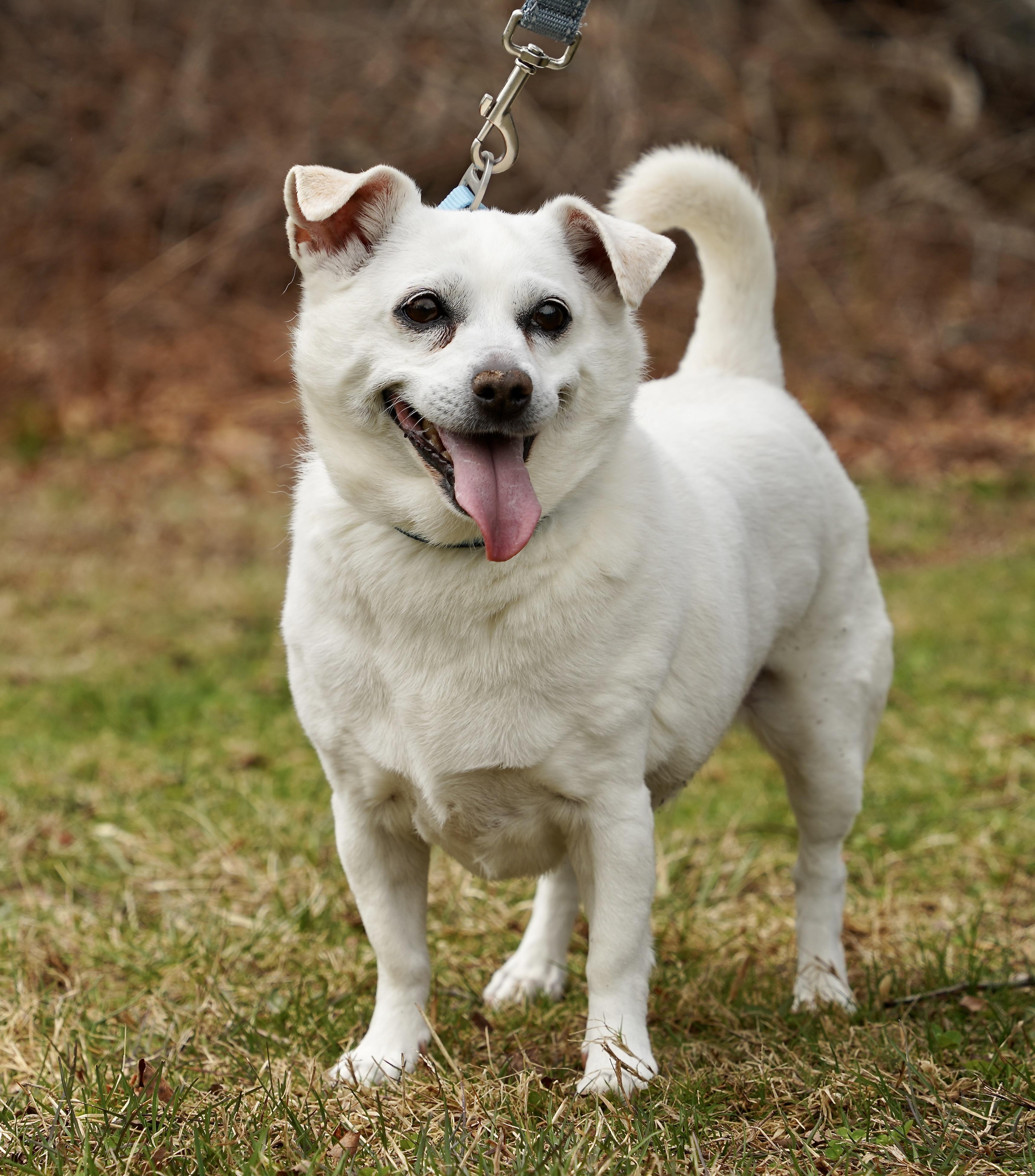 Enlarge Lexi, a ADOPTABLE mixed breed in Scituate, MA image 1/2