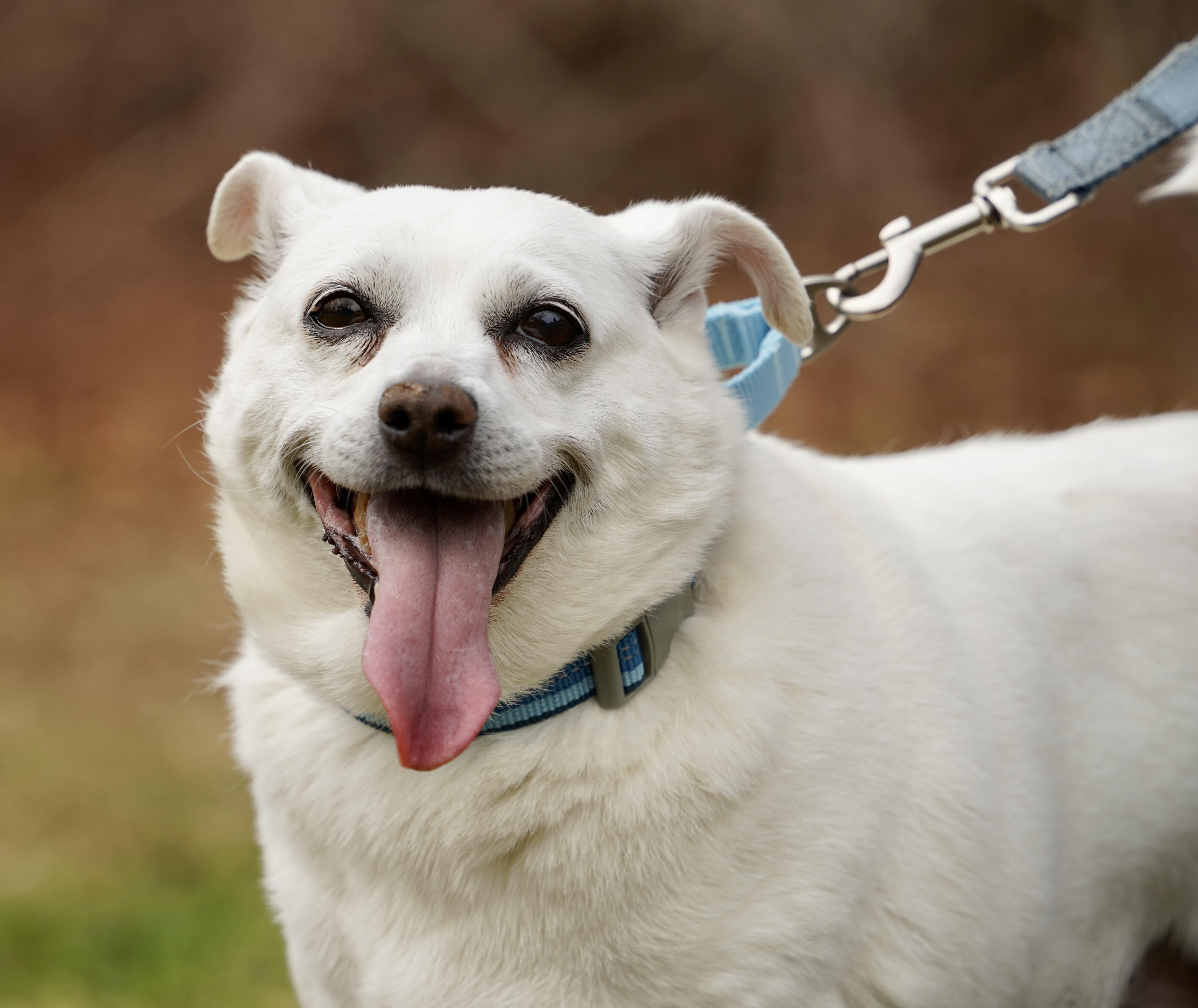 Enlarge Lexi, a ADOPTABLE mixed breed in Scituate, MA image 2/2