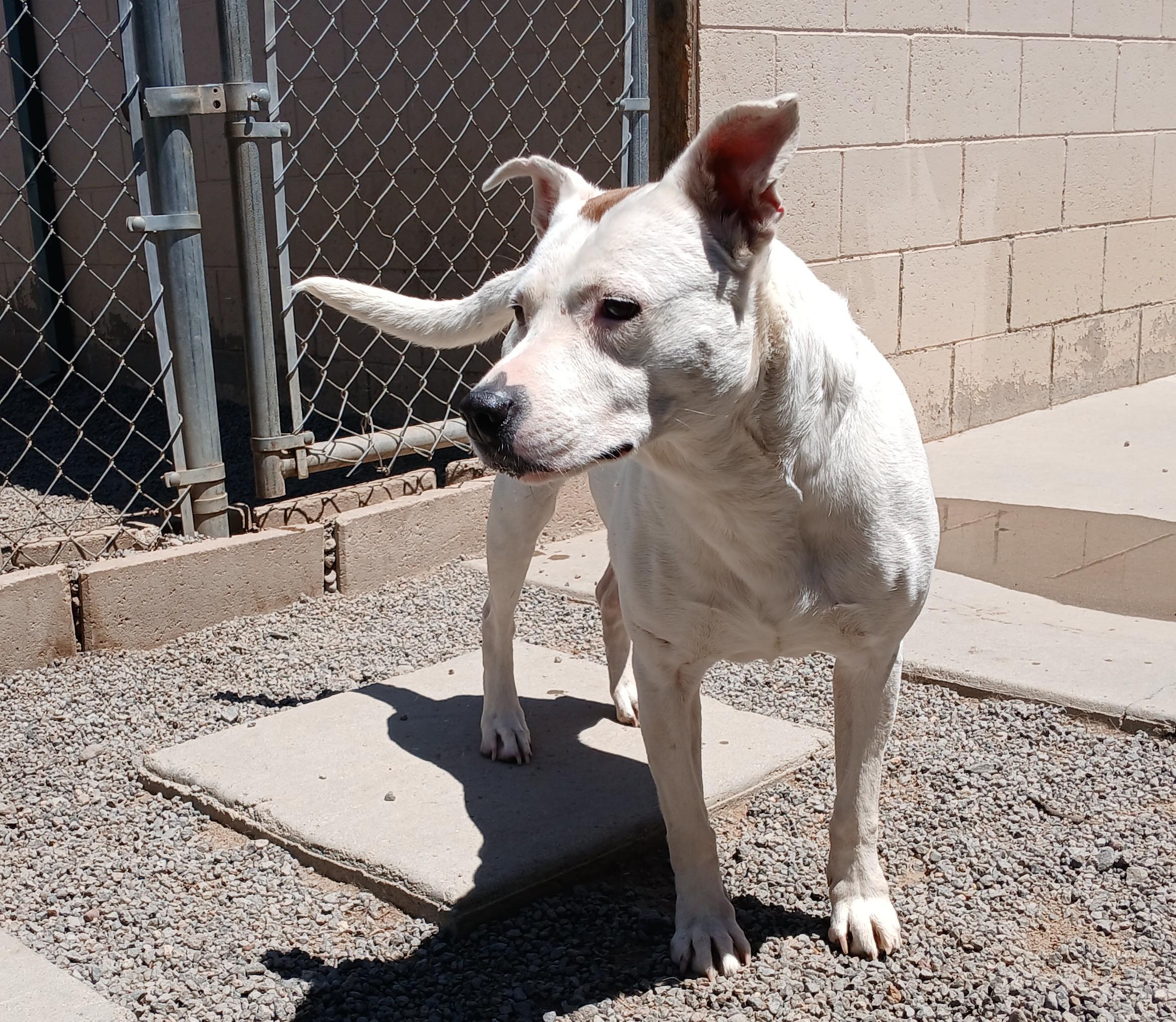 Sophie, Senior Female unknown