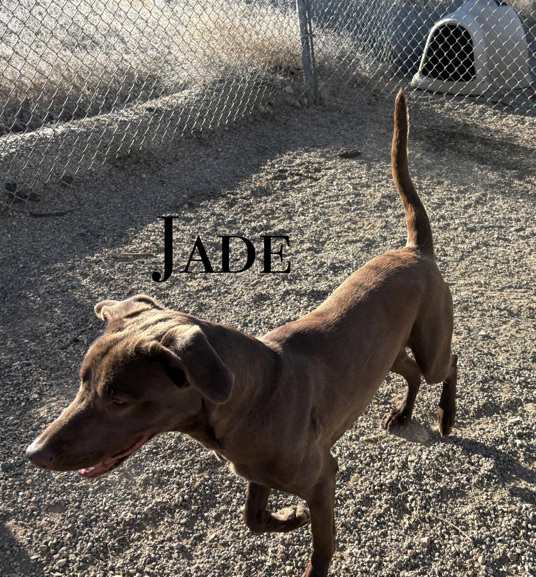 Enlarge Jade, a ADOPTABLE mixed breed in Craig, CO image 1/1