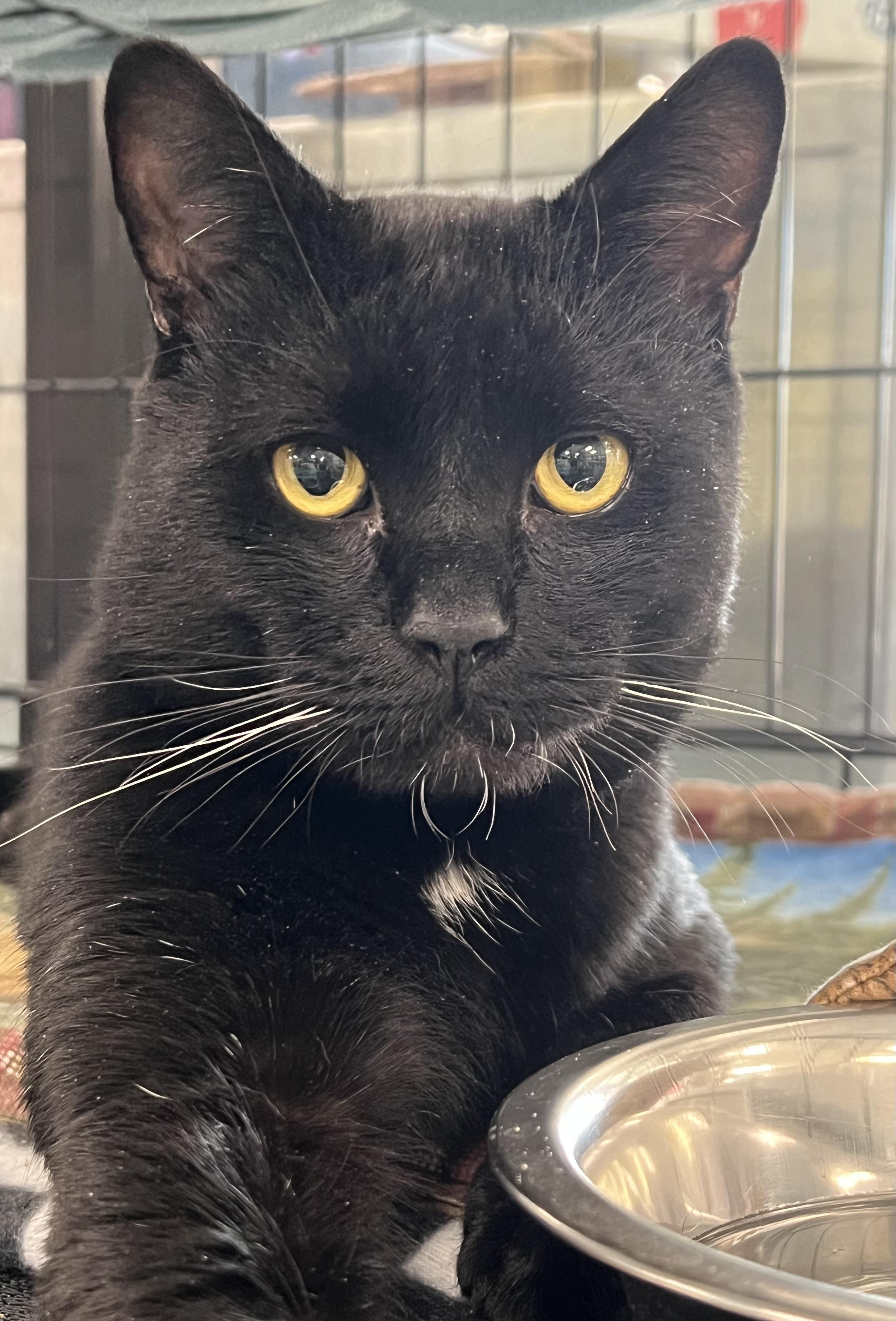 Enlarge Ozzy, a Adoptable Domestic Short Hair in Johnston, RI image 1/6