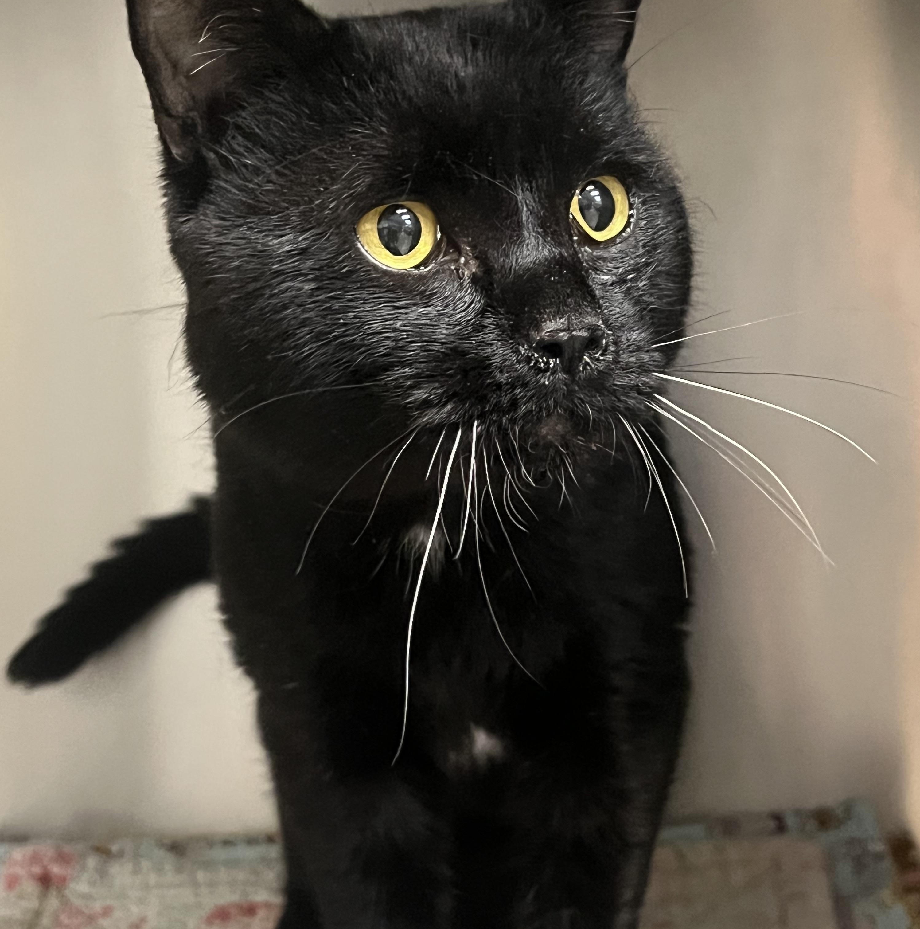 Enlarge Ozzy, a Adoptable Domestic Short Hair in Johnston, RI image 6/6