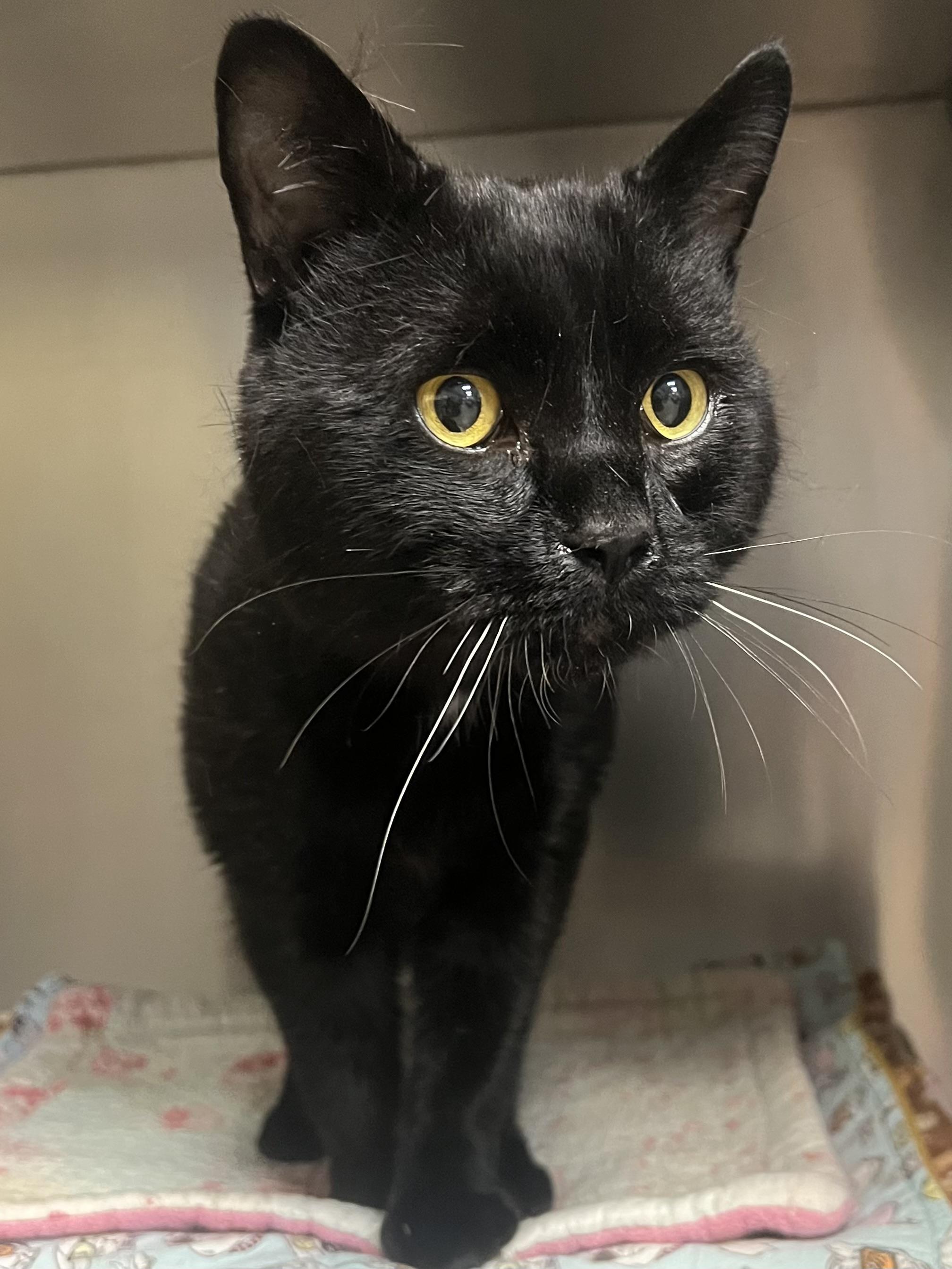 Enlarge Ozzy, a Adoptable Domestic Short Hair in Johnston, RI image 5/6