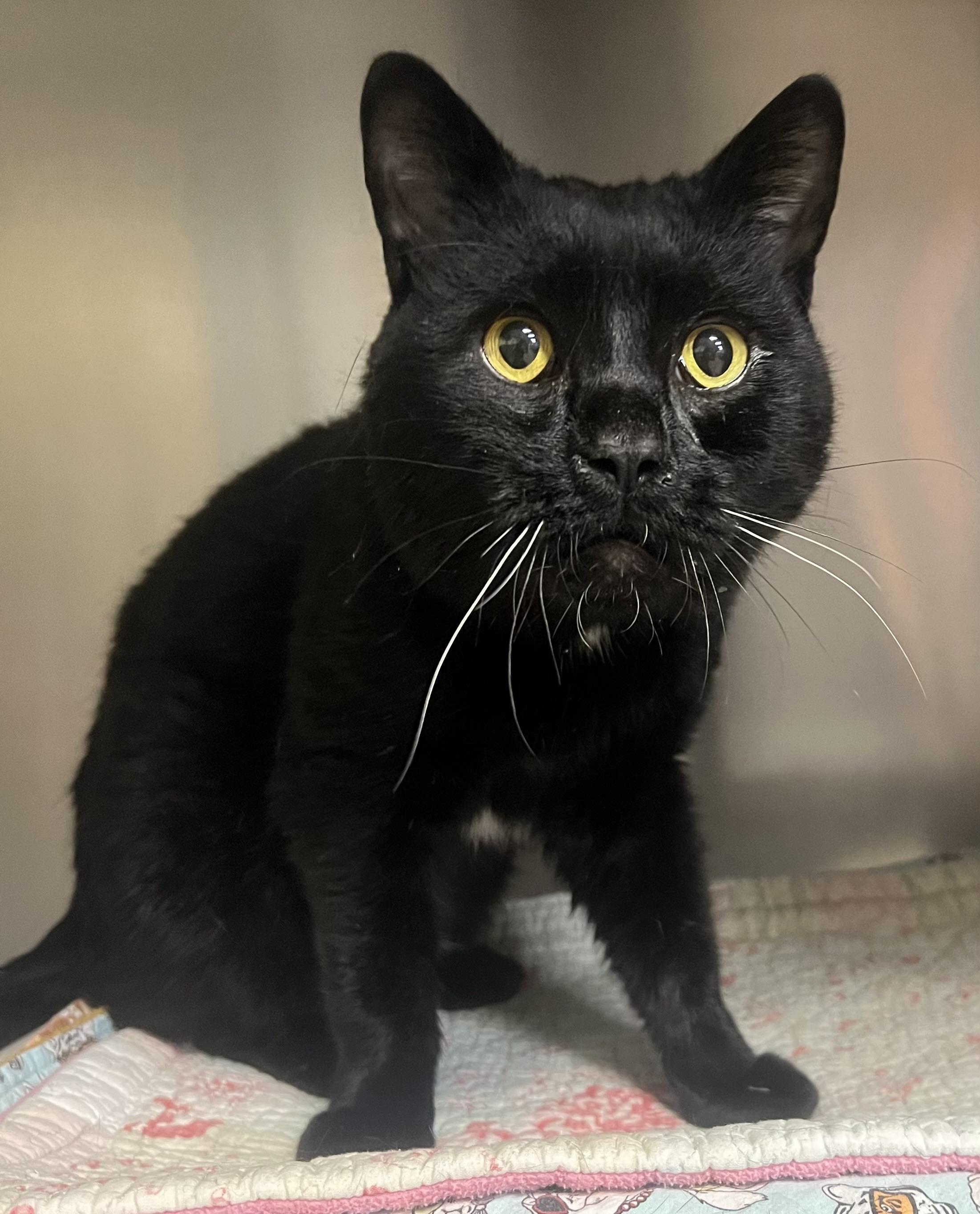 Enlarge Ozzy, a Adoptable Domestic Short Hair in Johnston, RI image 4/6