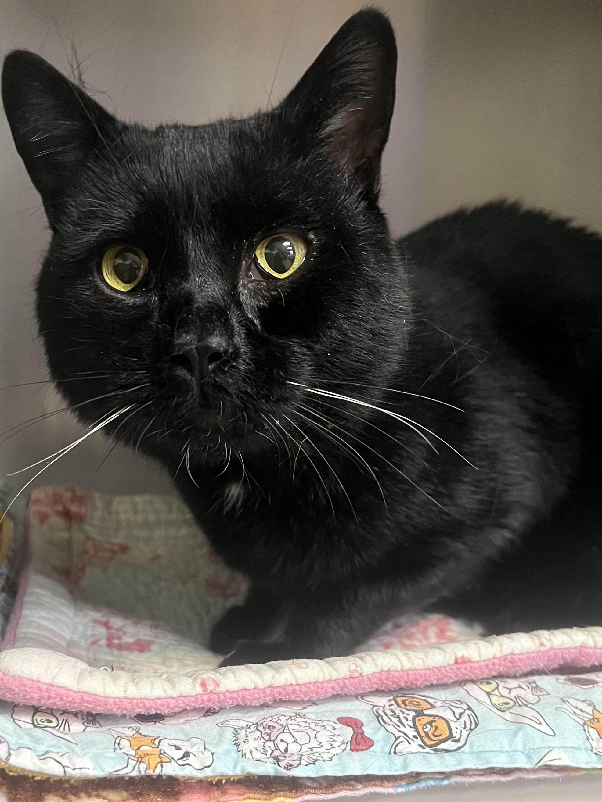 Enlarge Ozzy, a Adoptable Domestic Short Hair in Johnston, RI image 3/6