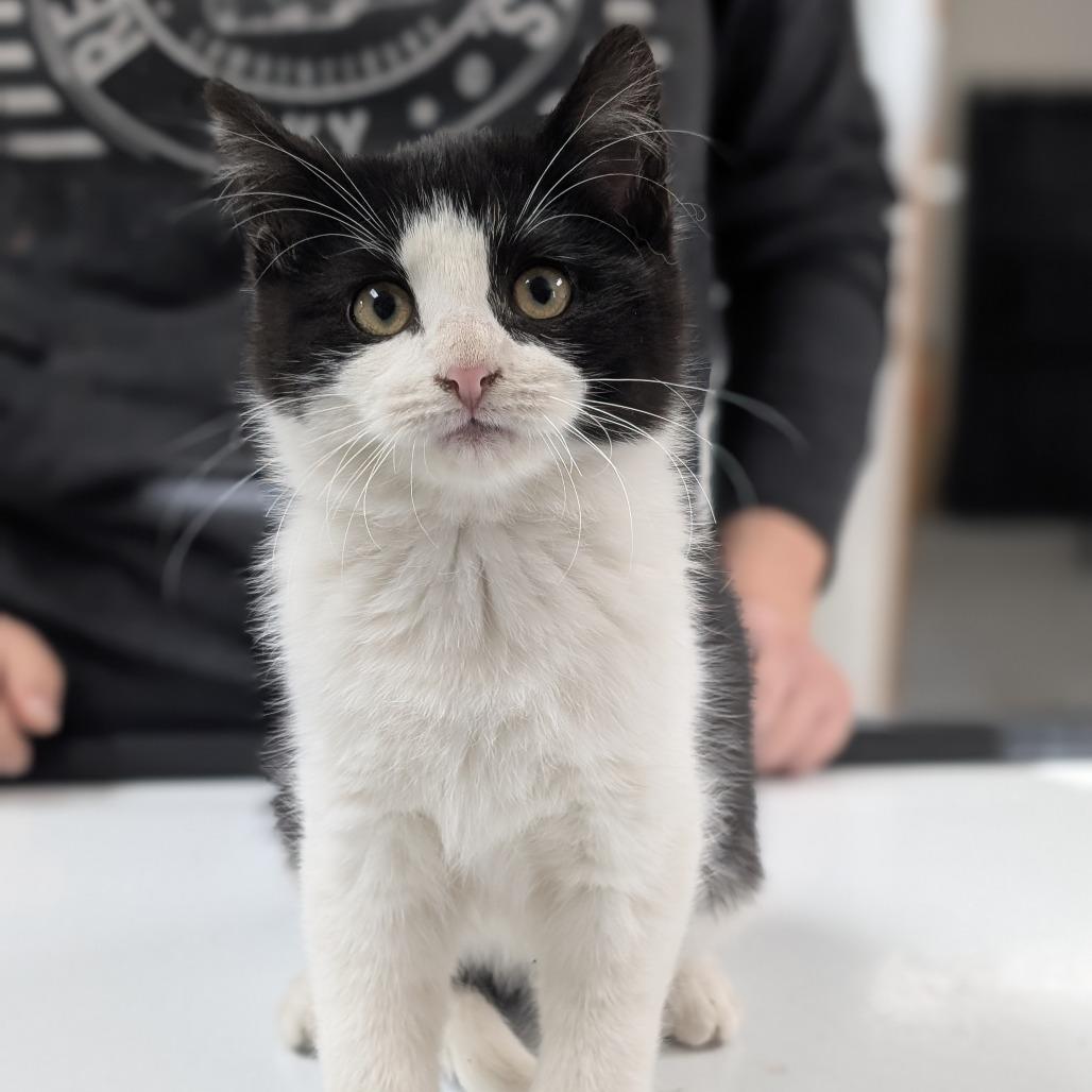 Mrs Parker, Adoptable, Kitten Female Domestic Short Hair.