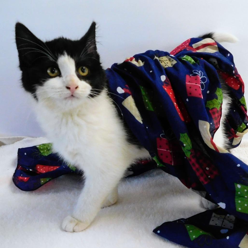 Mrs Parker, a Adoptable Domestic Short Hair in St. Peters, MO image 2/6