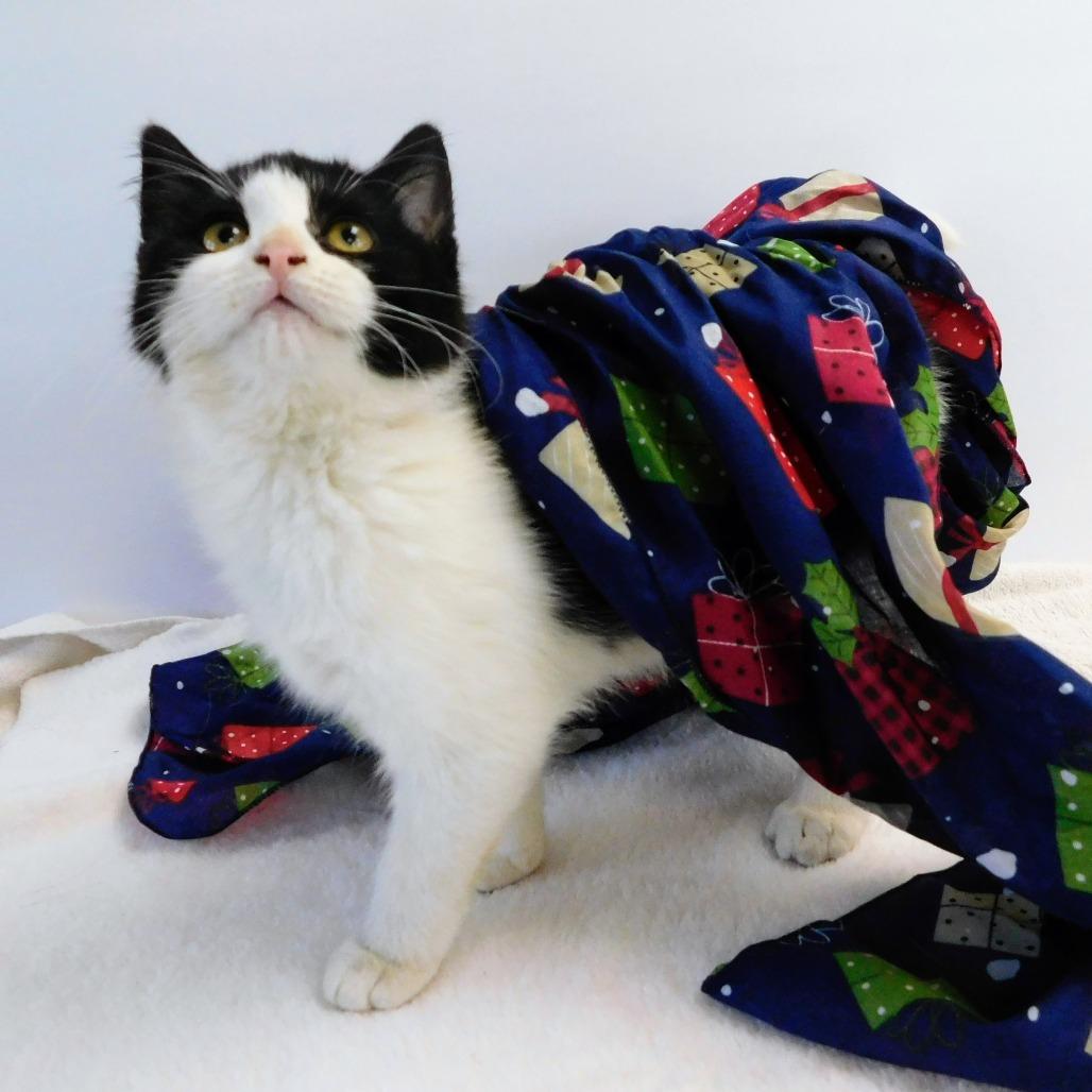 Mrs Parker, a Adoptable Domestic Short Hair in St. Peters, MO image 3/6