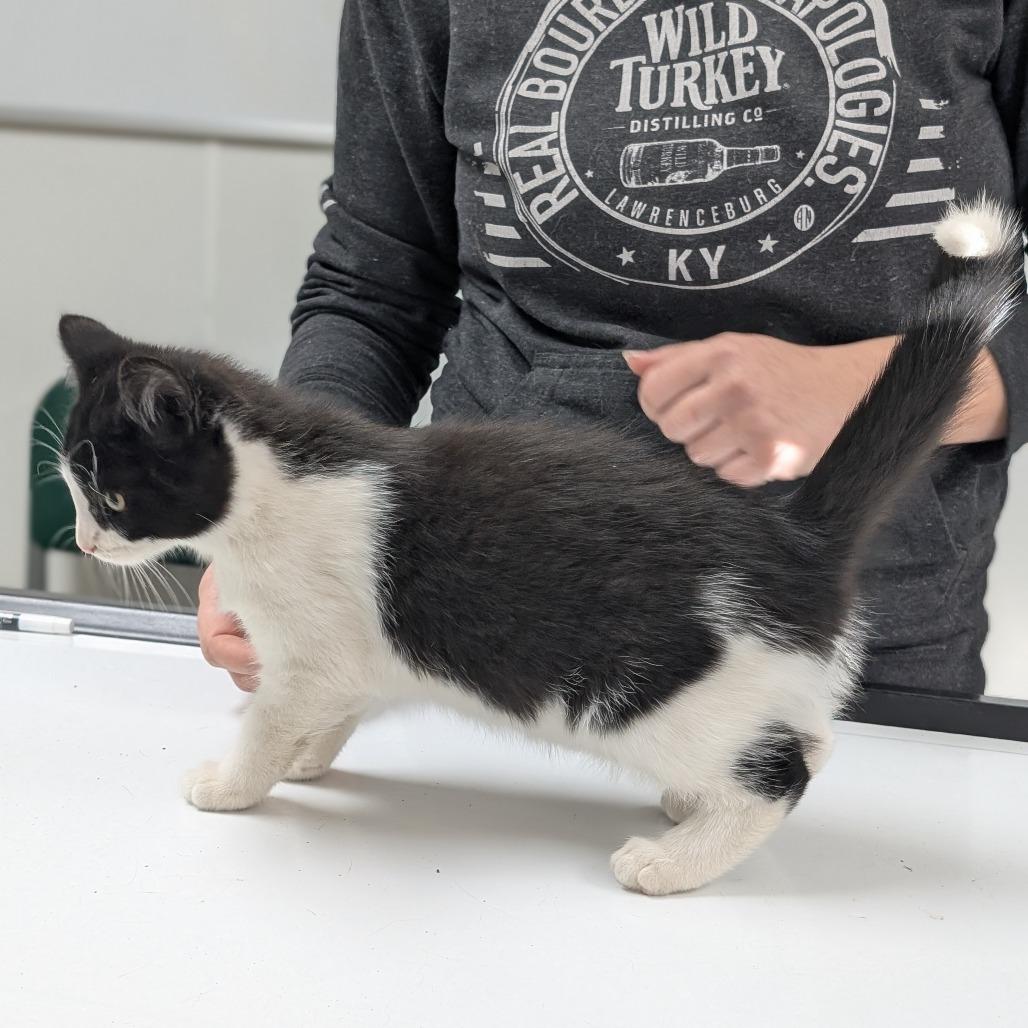 Mrs Parker, a Adoptable Domestic Short Hair in St. Peters, MO image 4/6
