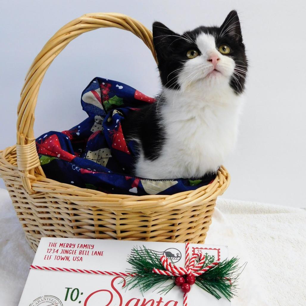 Mrs Parker, a Adoptable Domestic Short Hair in St. Peters, MO image 5/6