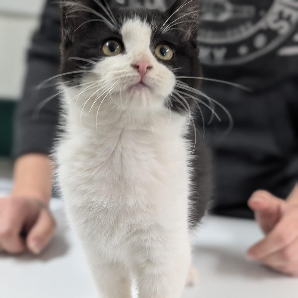 Mrs Parker, a Adoptable Domestic Short Hair in St. Peters, MO image 6/6