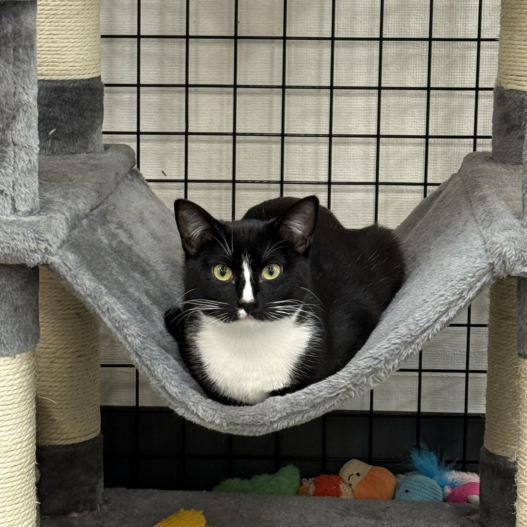 Soda Can, a Adoptable Domestic Short Hair in Walnut Creek, CA image 3/5