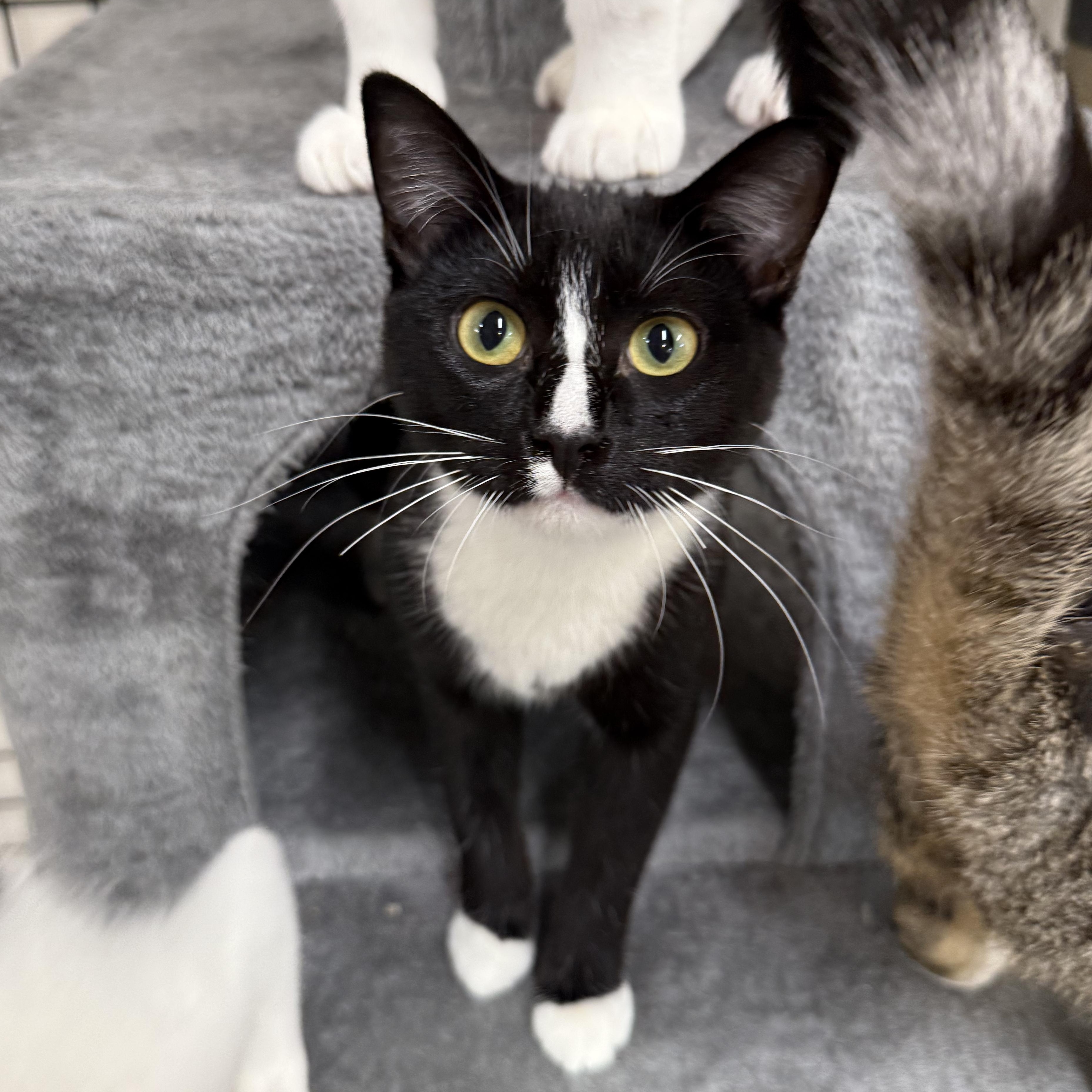 Soda Can, a Adoptable Domestic Short Hair in Walnut Creek, CA image 1/5