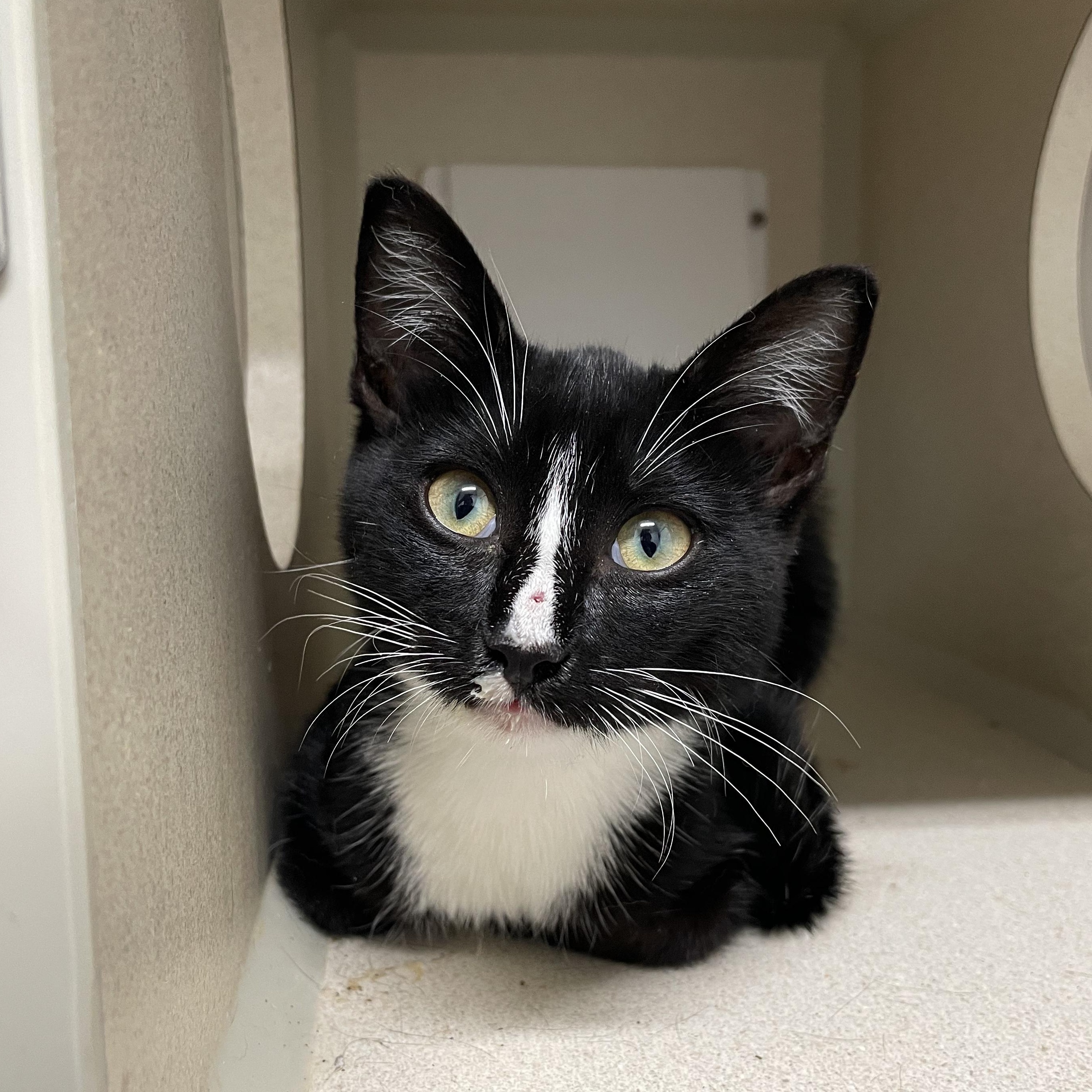 Soda Can, a Adoptable Domestic Short Hair in Walnut Creek, CA image 5/5