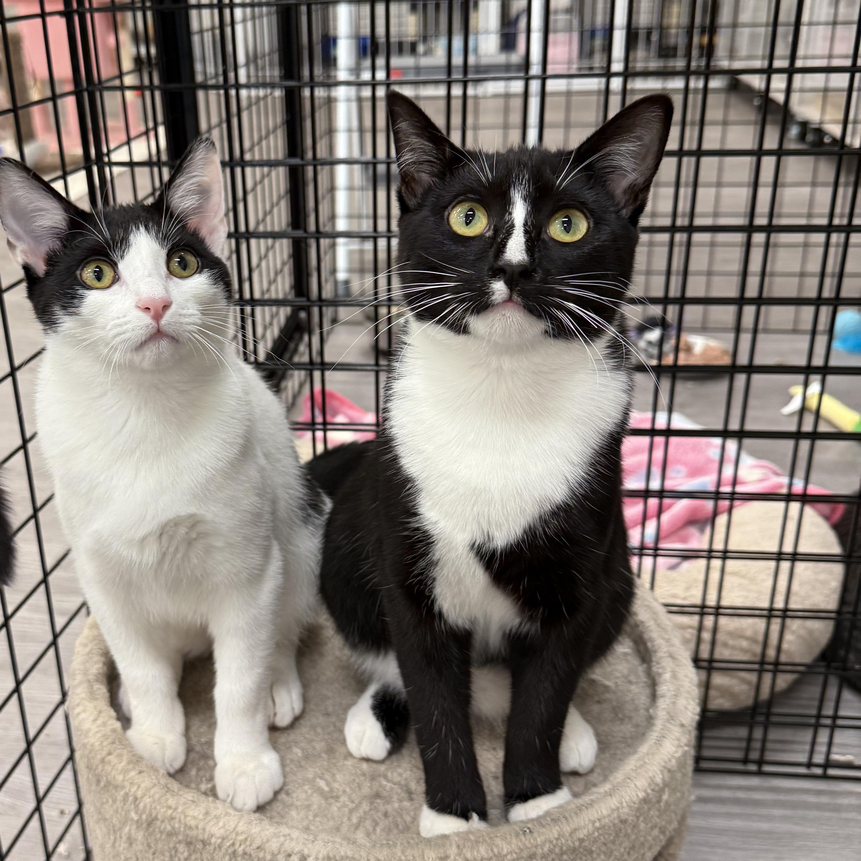 Soda Can, a Adoptable Domestic Short Hair in Walnut Creek, CA image 4/5