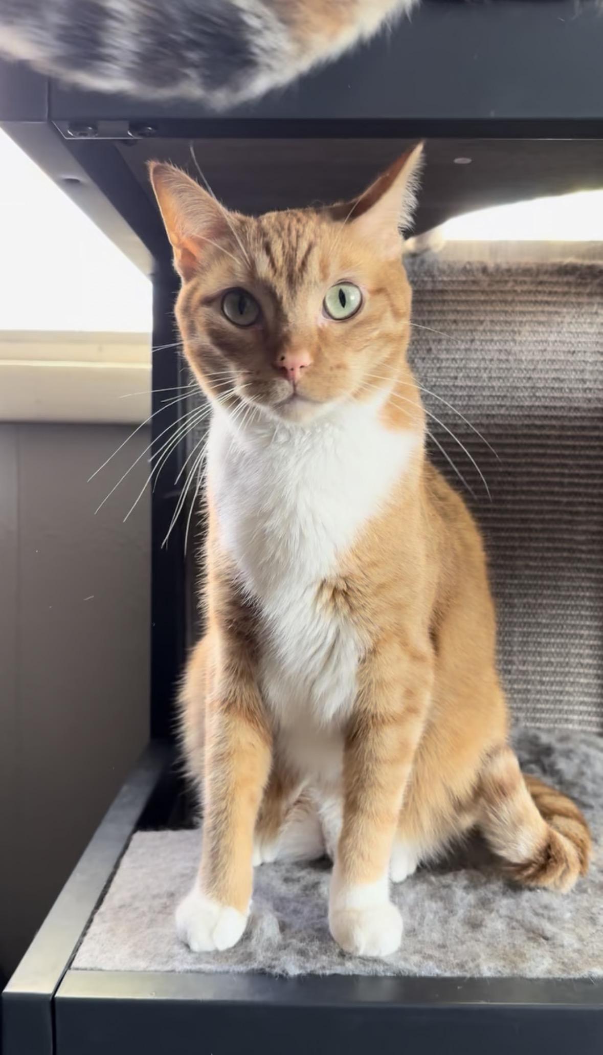 Havoc, an adopted mixed breed in Midvale, UT image 1/3