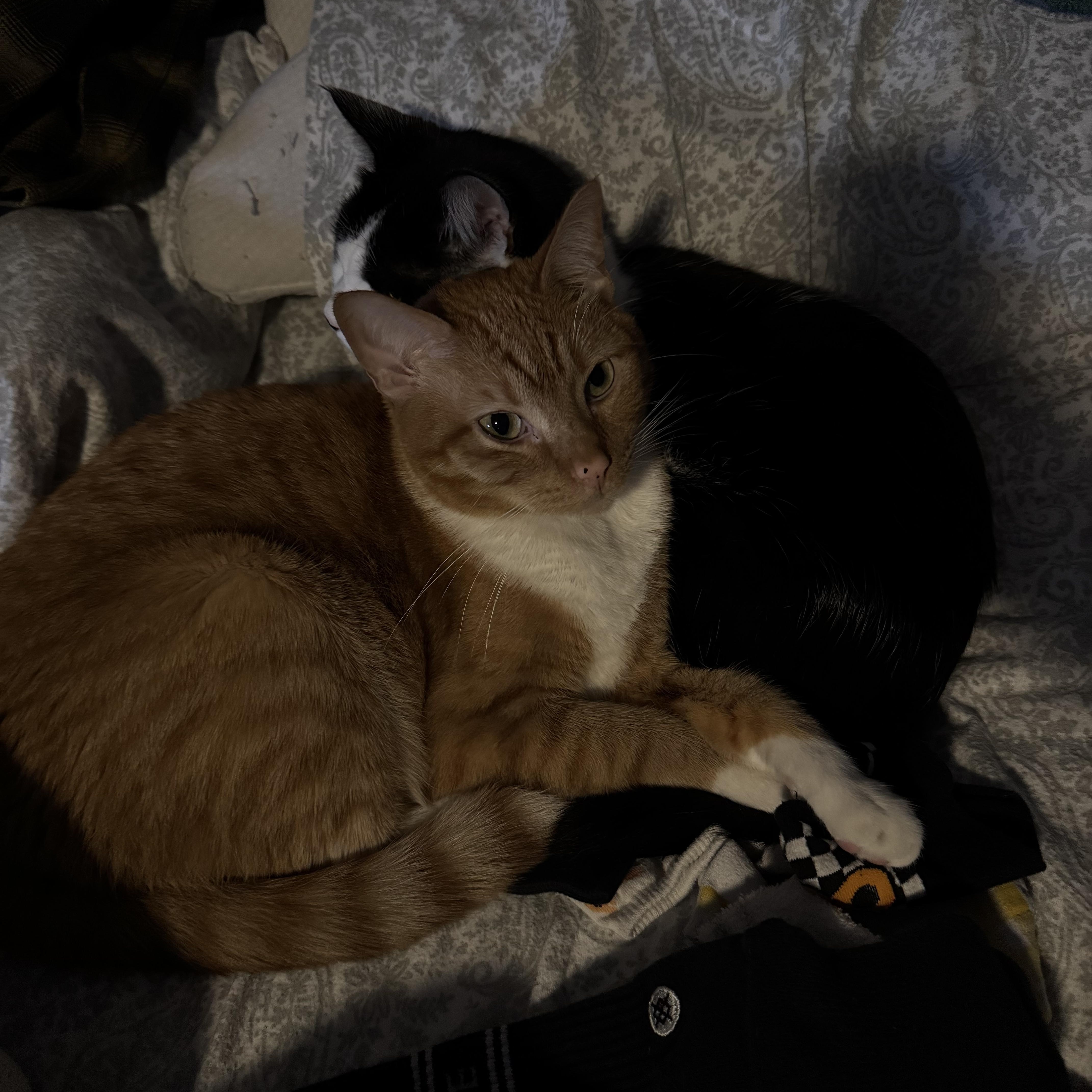 Havoc, an adopted mixed breed in Midvale, UT image 2/3