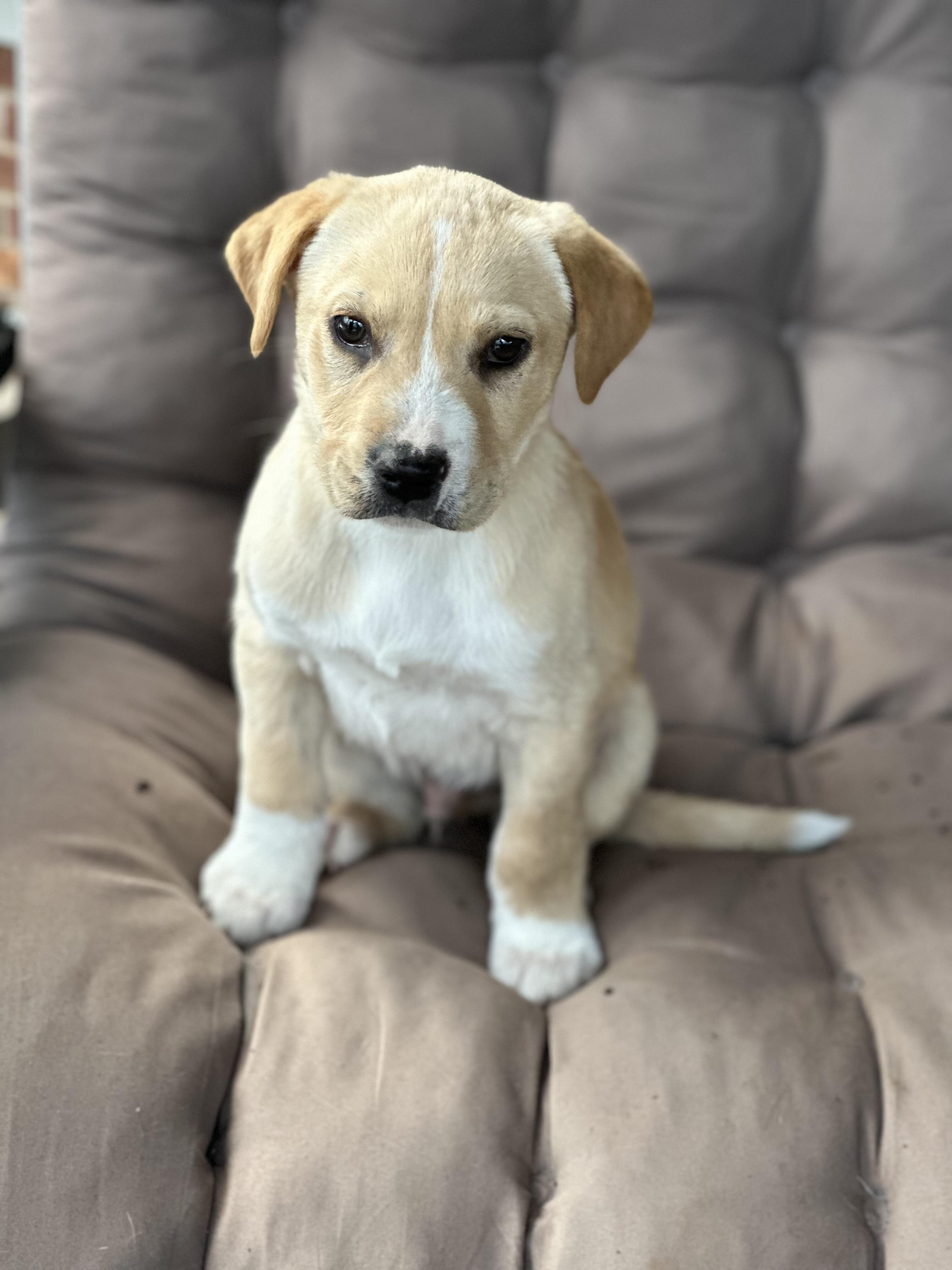 Enlarge Kacey, a ADOPTABLE mixed breed in Maiden, NC image 1/1