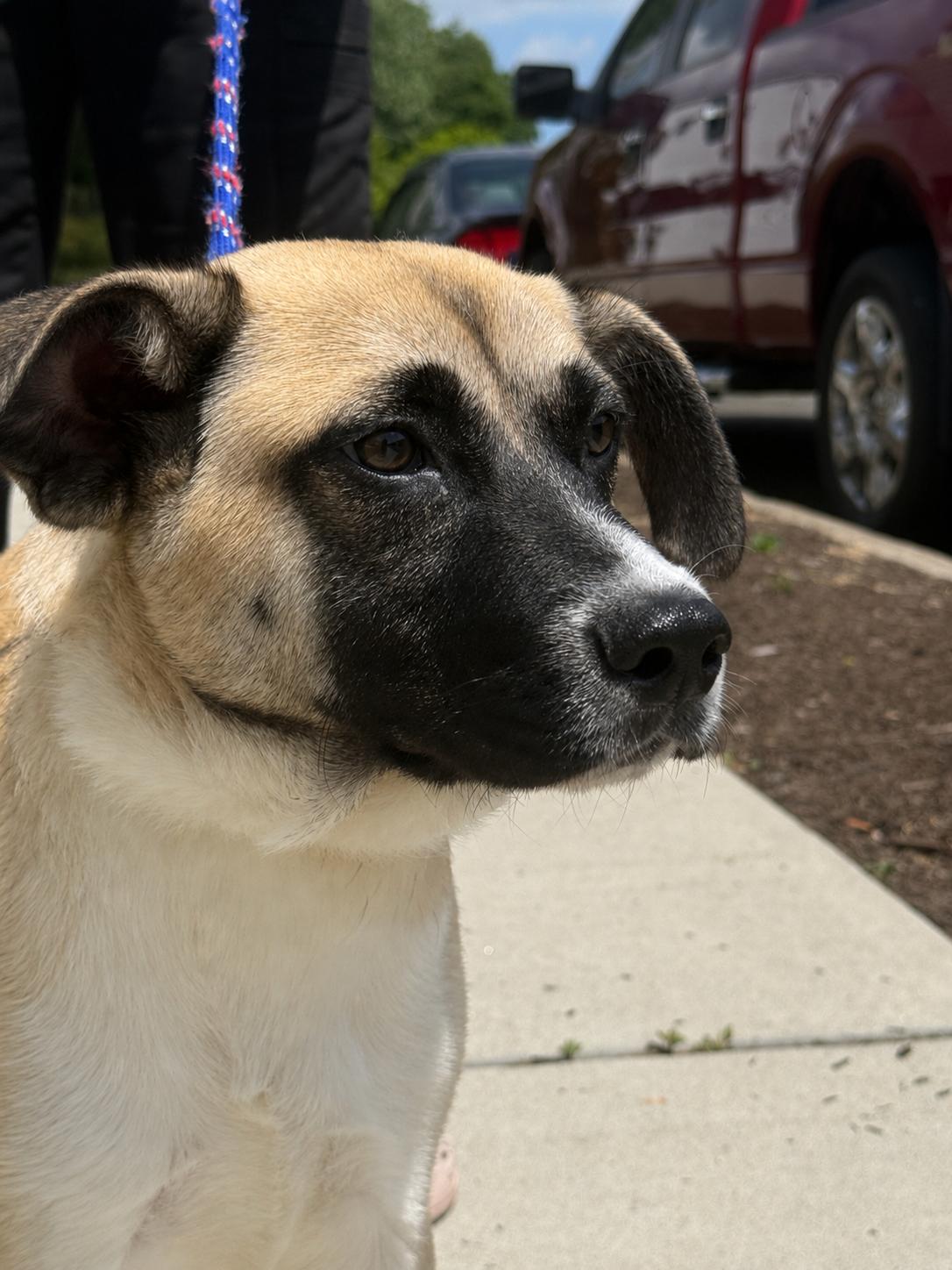 Heckles, a ADOPTABLE mixed breed in Milford, CT image 2/3