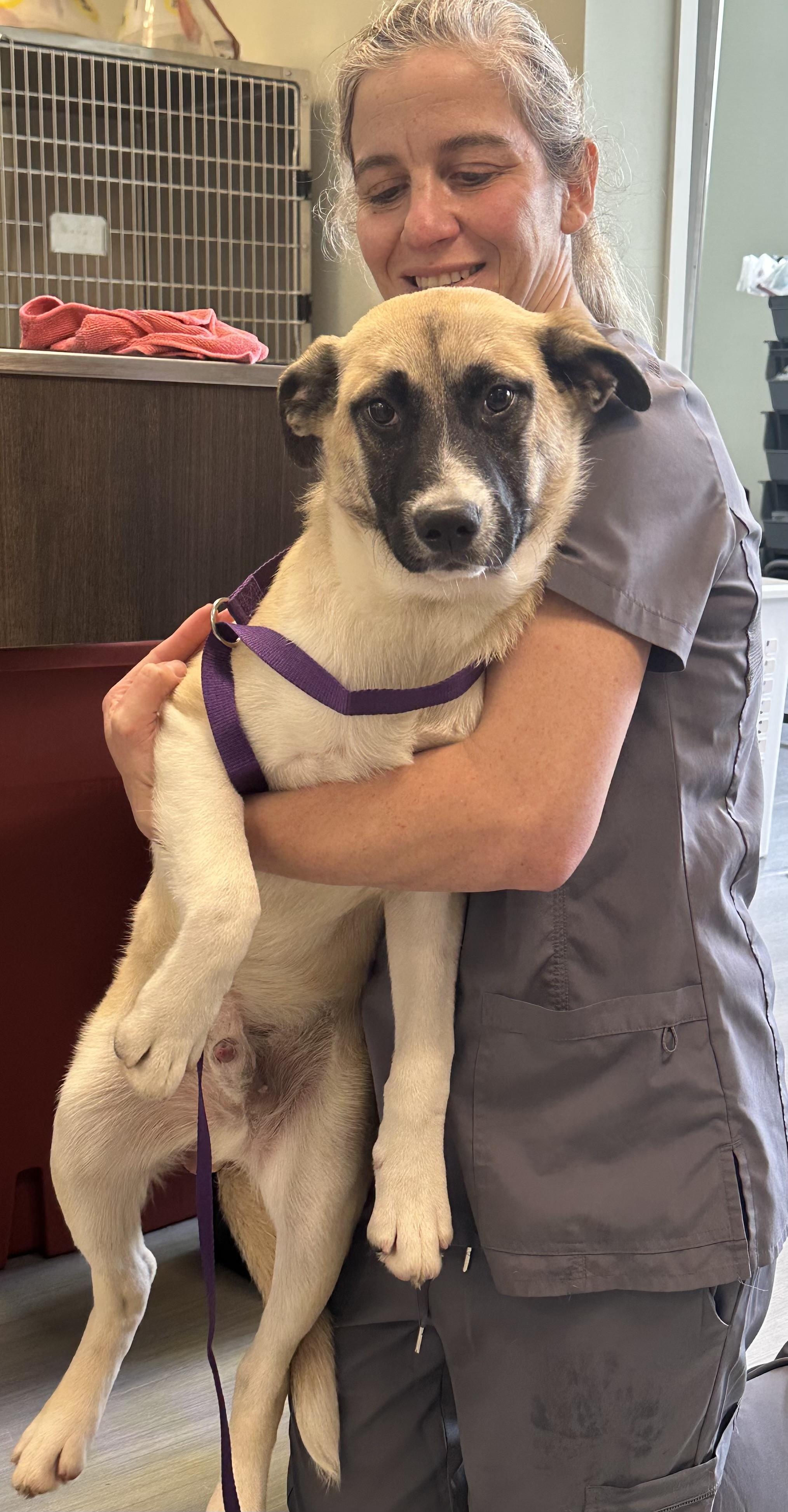 Heckles, a ADOPTABLE mixed breed in Milford, CT image 3/3