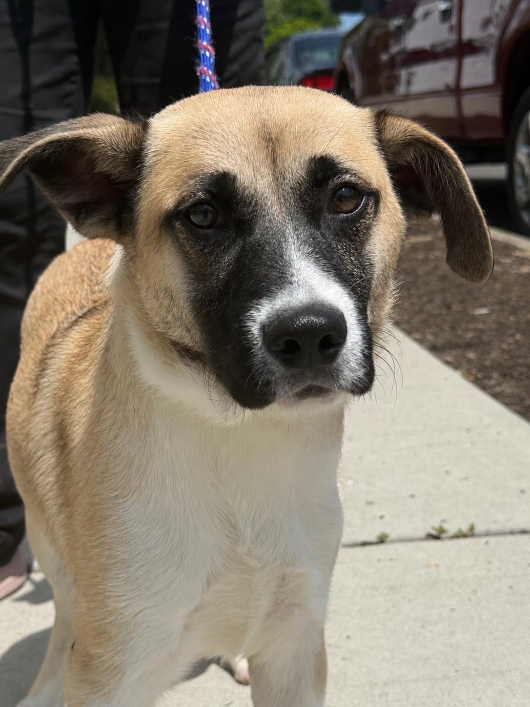 Heckles, a ADOPTABLE mixed breed in Milford, CT image 1/3