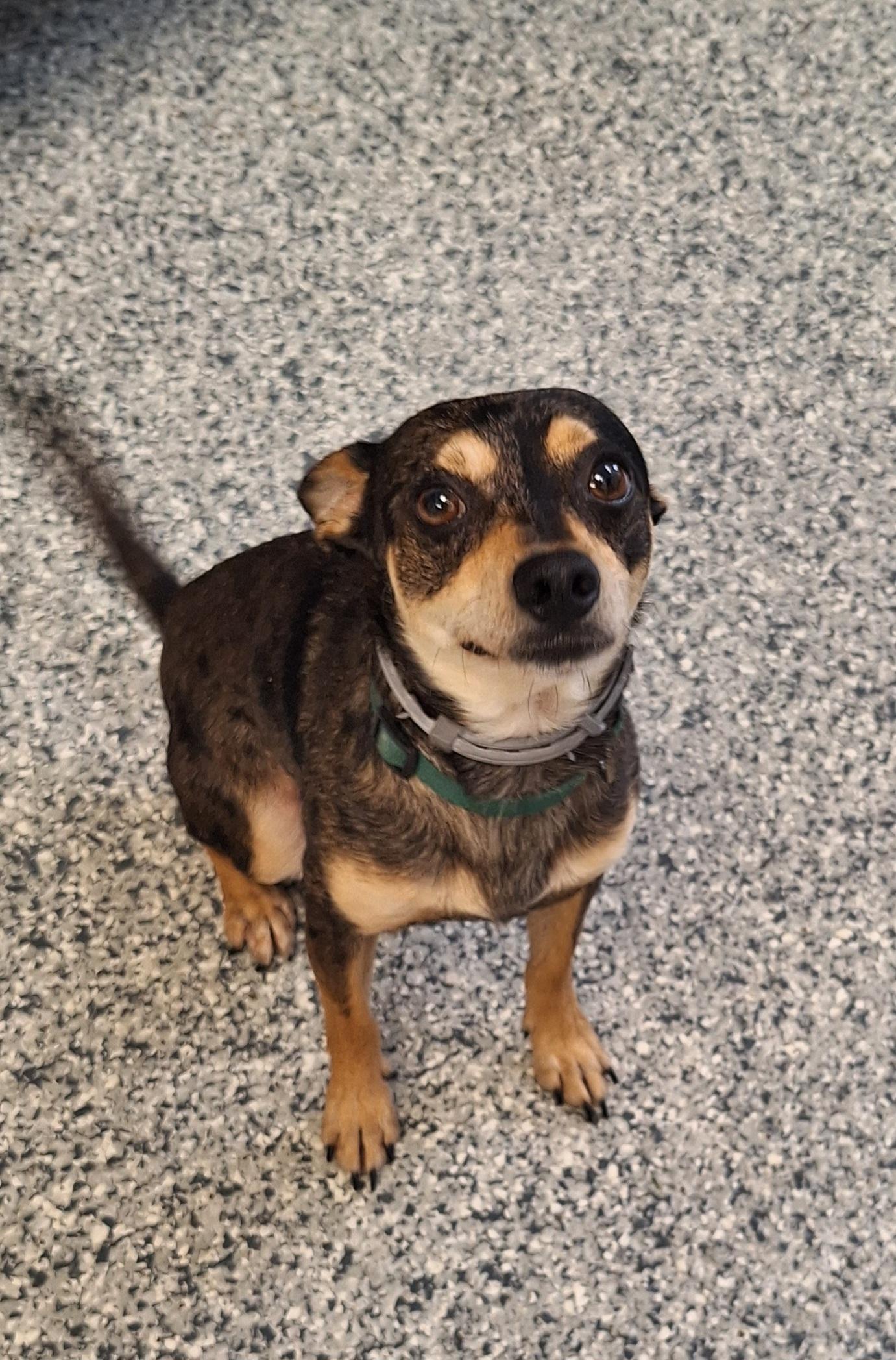 Finn, an adopted mixed breed in Stanton, KY image 2/6