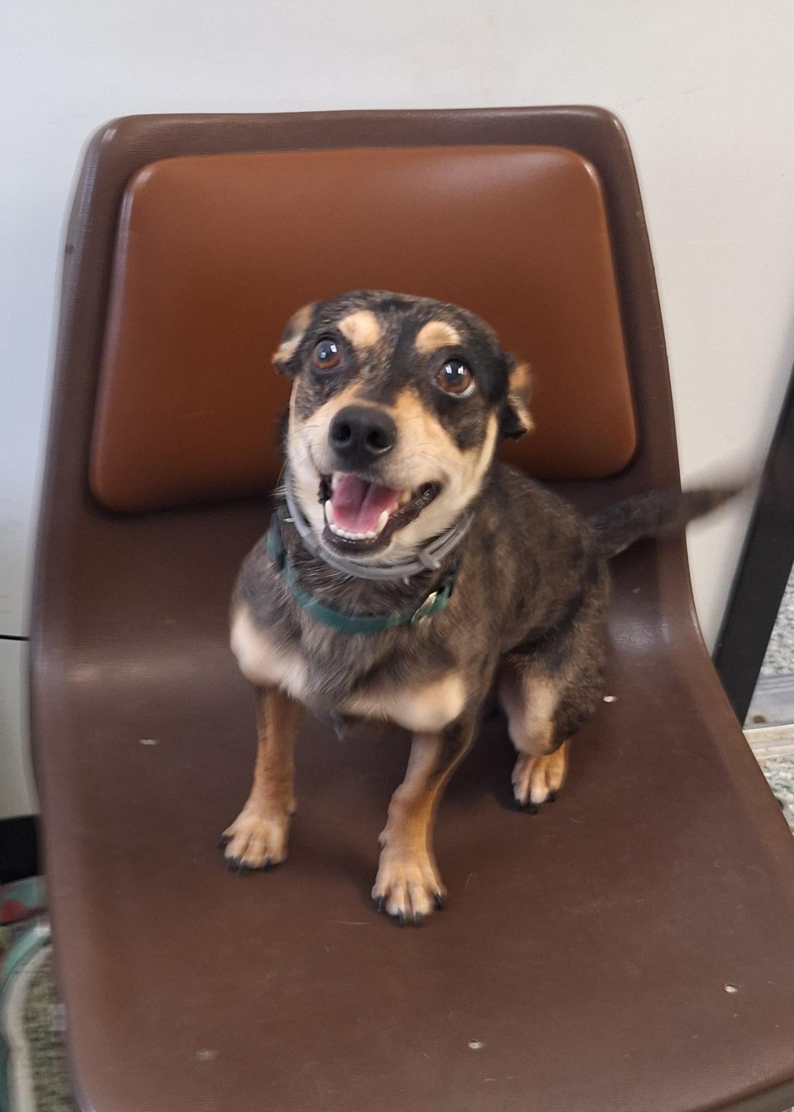 Finn, adopted, Adult Male Rat Terrier.