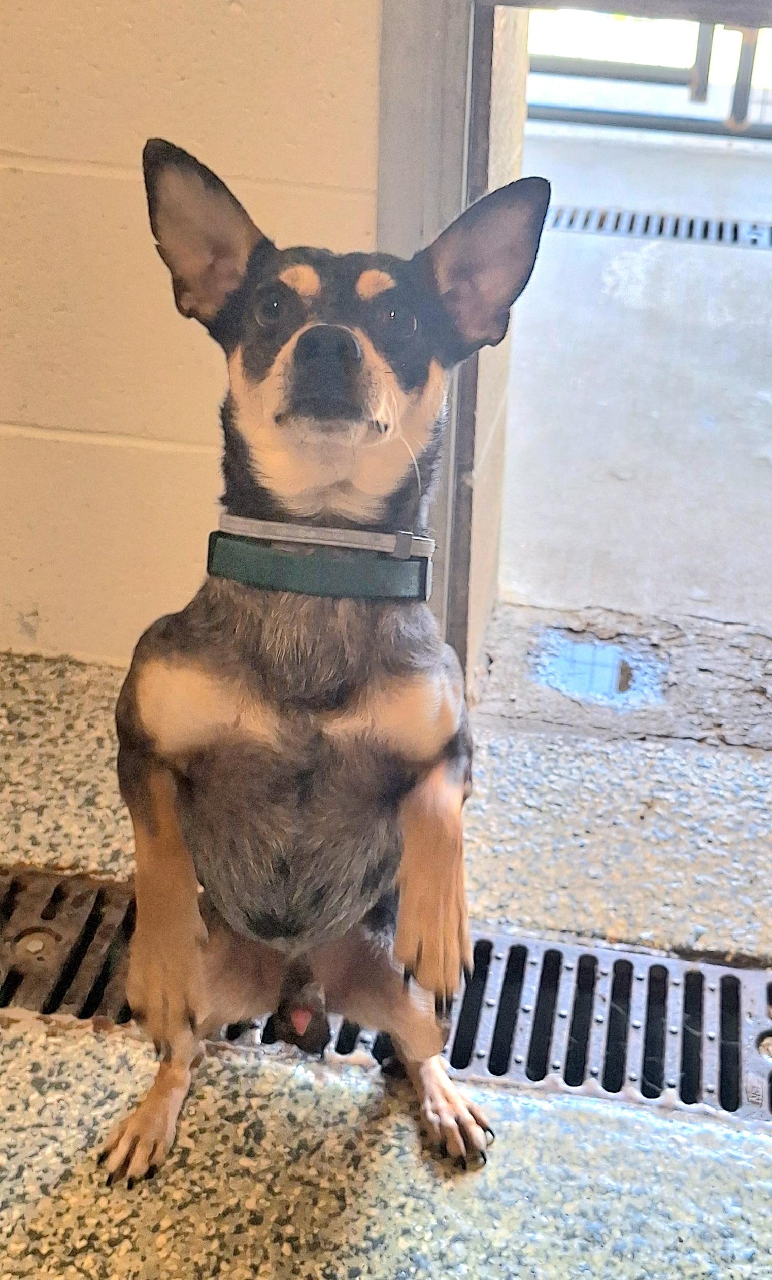Finn, an adopted mixed breed in Stanton, KY image 6/6