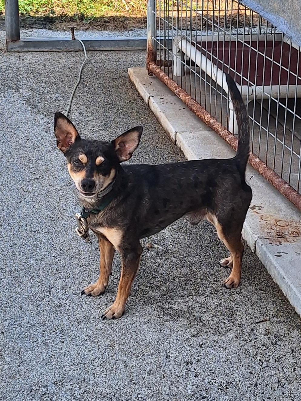 Finn, an adopted mixed breed in Stanton, KY image 4/6