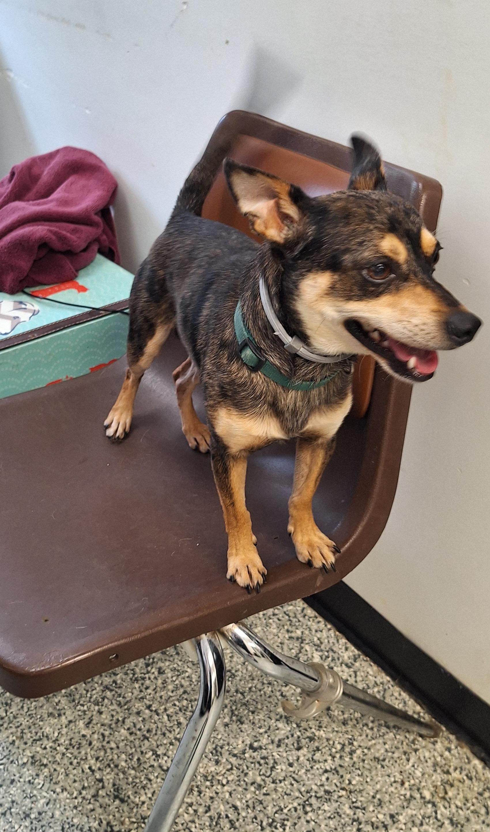 Finn, an adopted mixed breed in Stanton, KY image 3/6