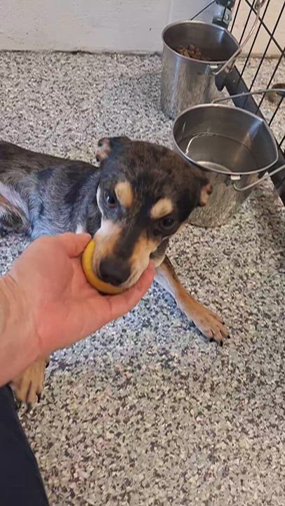 Enlarge Finn, an adopted mixed breed in Stanton, KY video 5/6