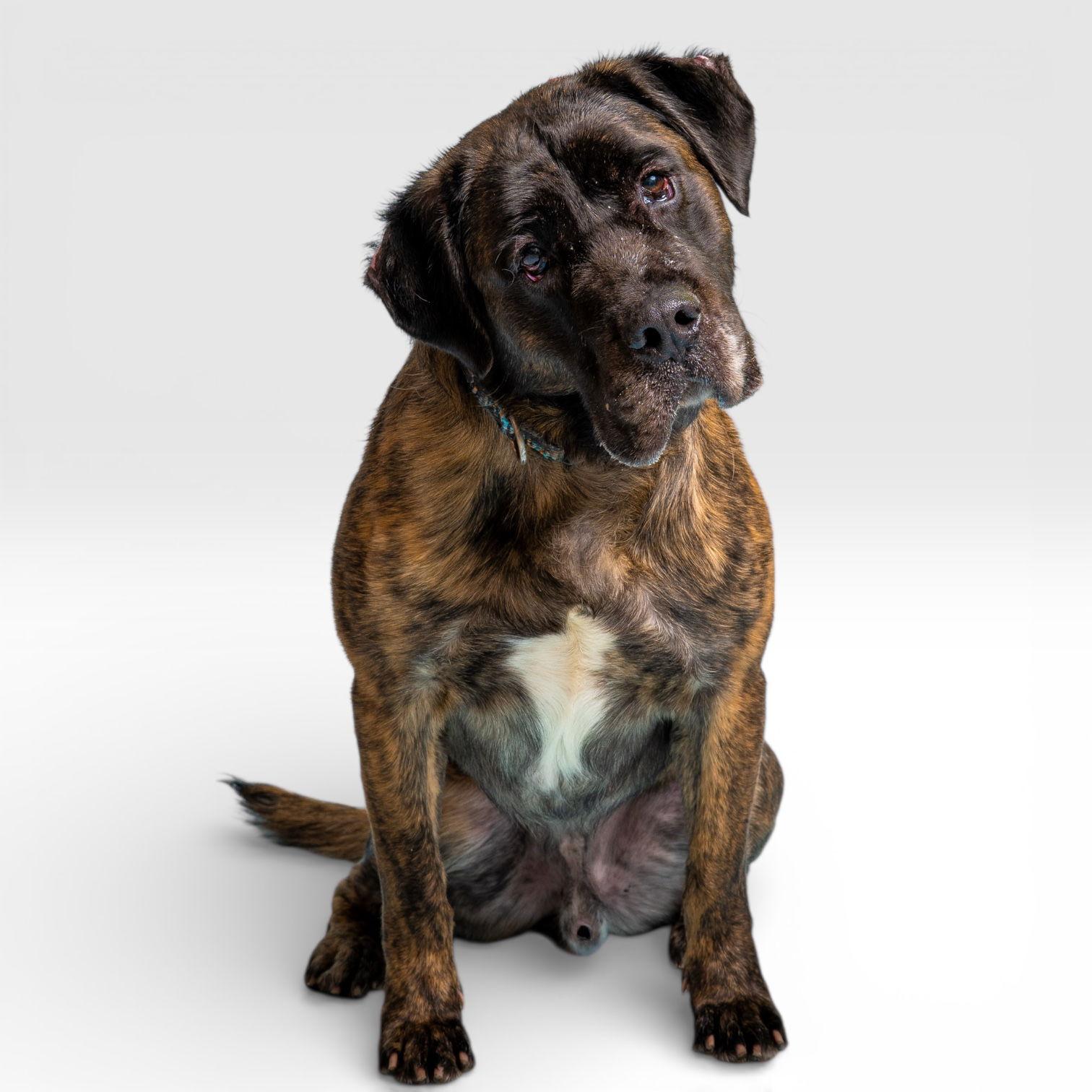 Smokey, Adoptable, Adult Male Mastiff.