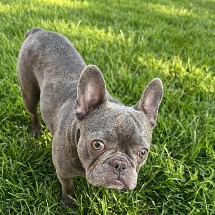 Enlarge Sugar 8156, an adopted French Bulldog in Boca Raton, FL image 3/3