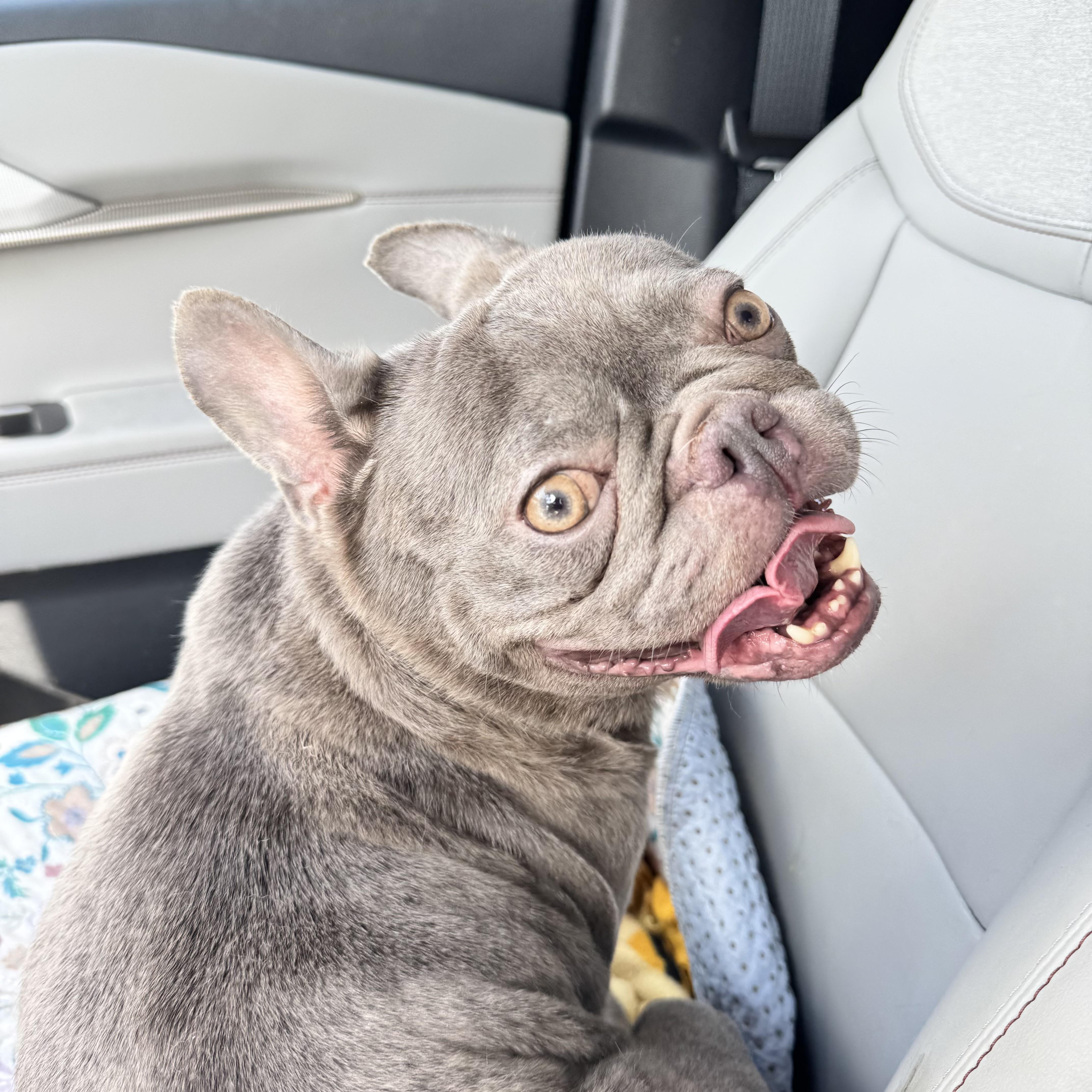 Enlarge Sugar 8156, an adopted French Bulldog in Boca Raton, FL image 1/3