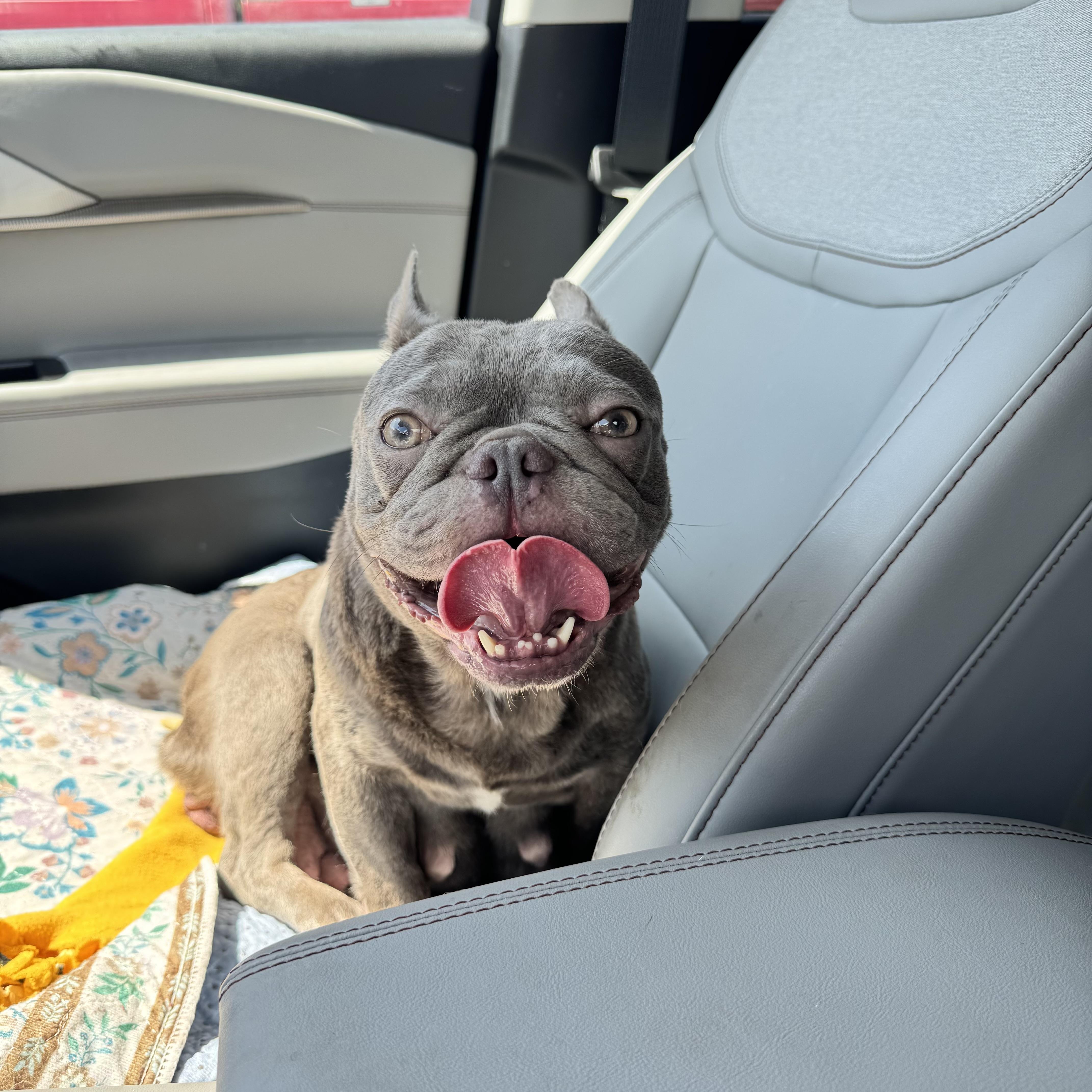 Enlarge Sugar 8156, an adopted French Bulldog in Boca Raton, FL image 2/3