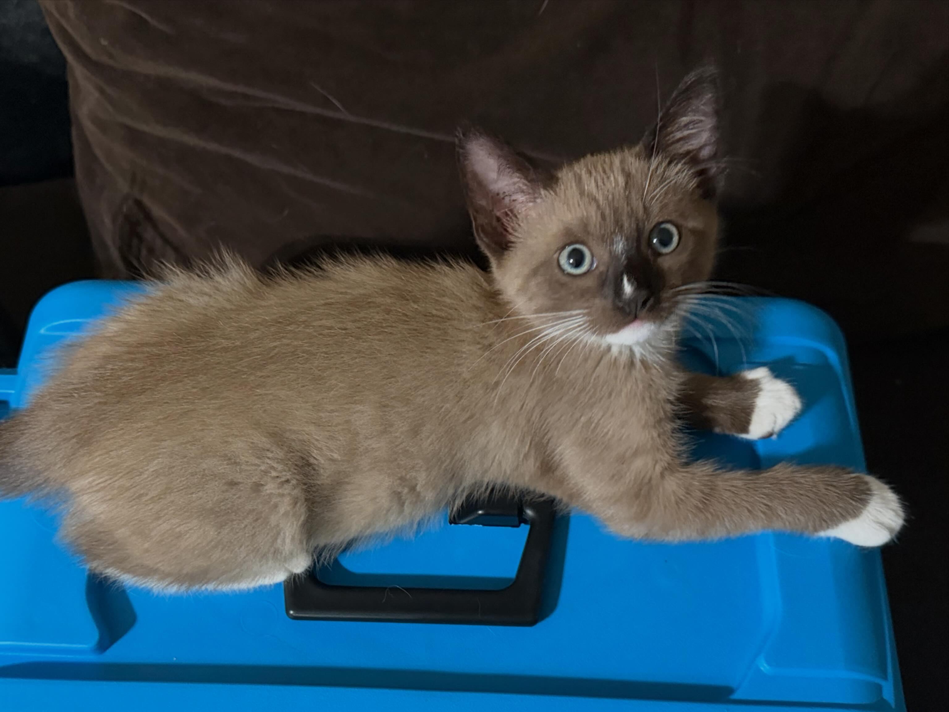 Latte, Adopted, Young Male Siamese.