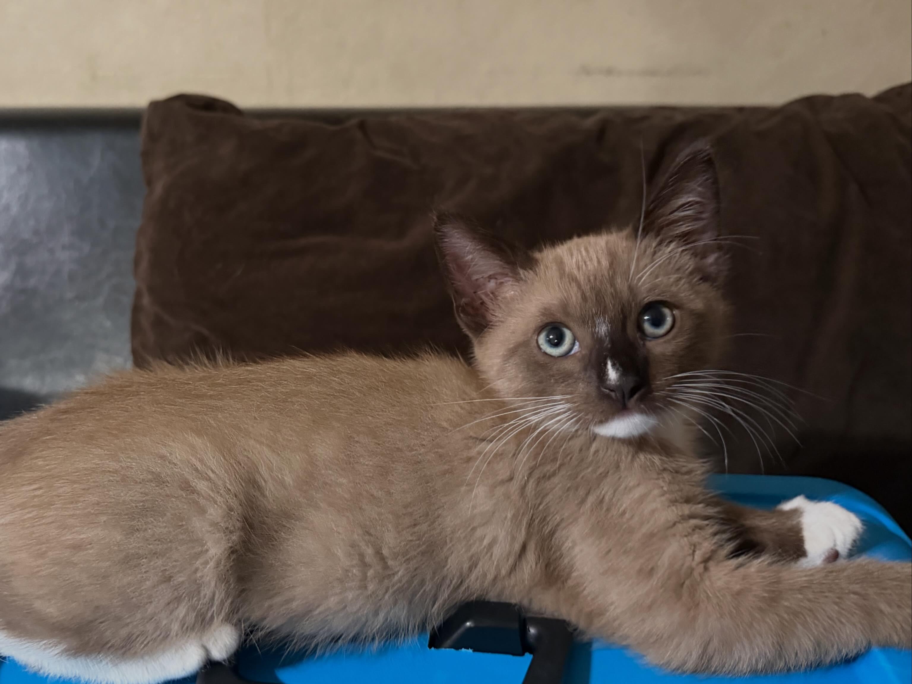 Enlarge Latte, a Adopted mixed breed in La Puente, CA image 2/4