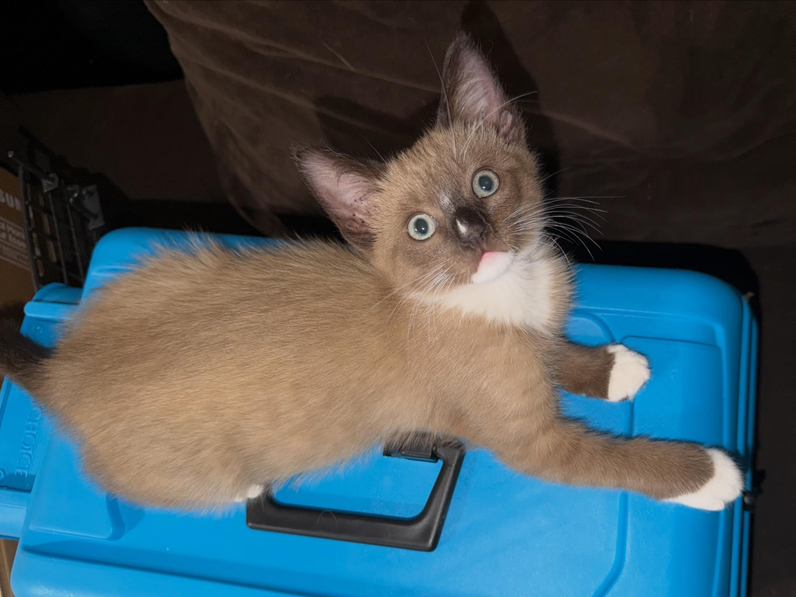 Enlarge Latte, a Adopted mixed breed in La Puente, CA image 3/4
