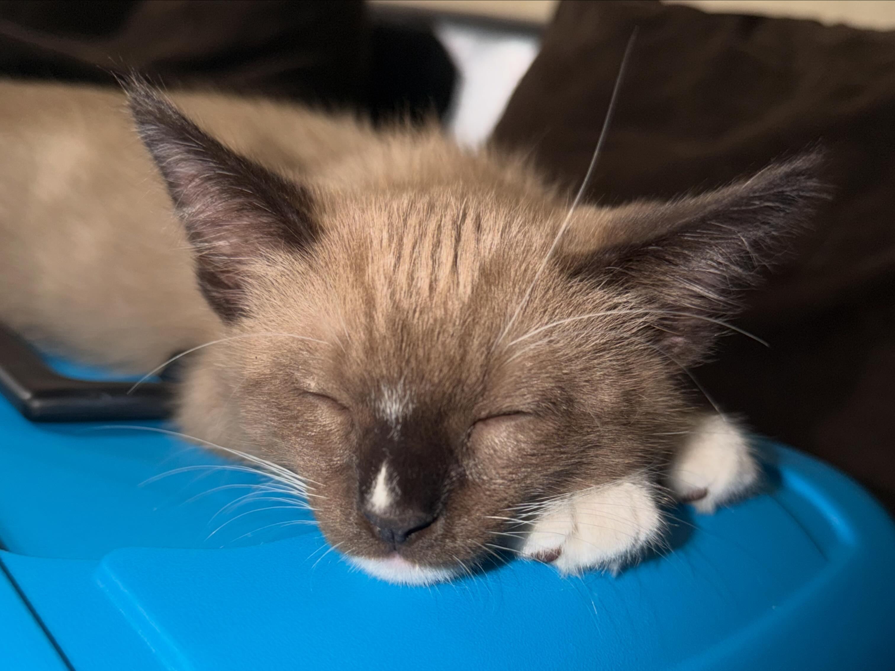 Enlarge Latte, a Adopted mixed breed in La Puente, CA image 4/4