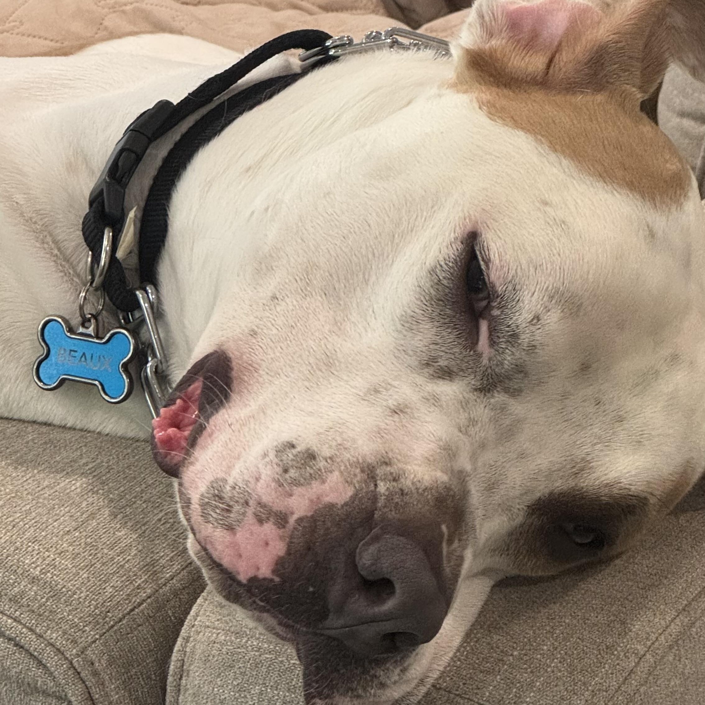 Beau, a ADOPTABLE mixed breed in St. Louis, MO image 3/4