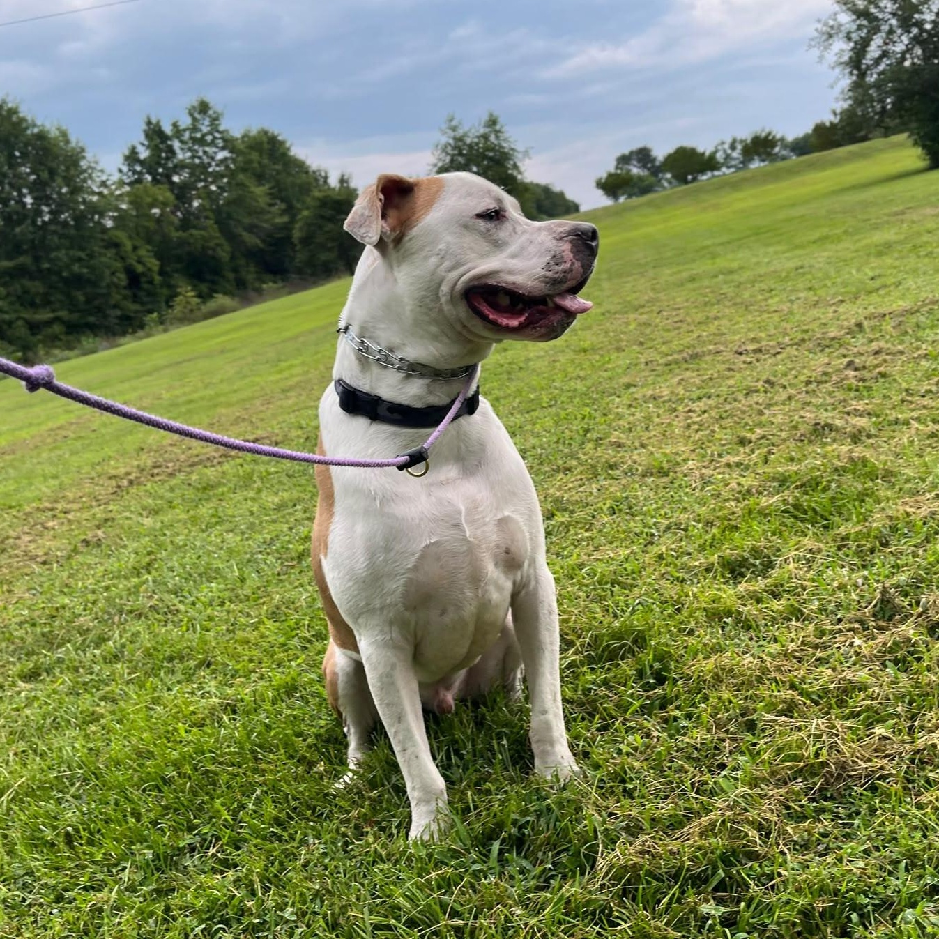 Beau, a ADOPTABLE mixed breed in St. Louis, MO image 1/4